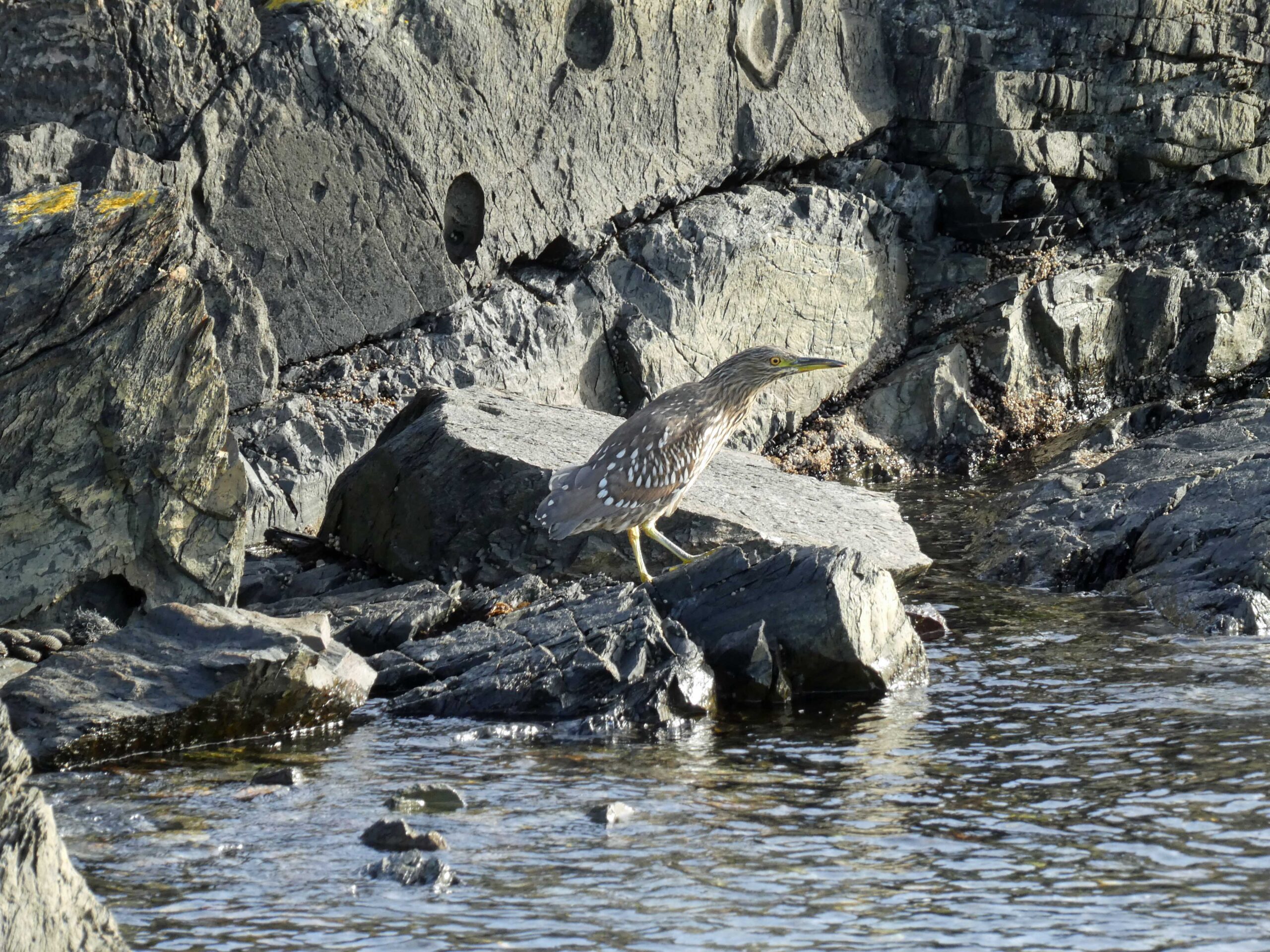Black Crowned Night Heron