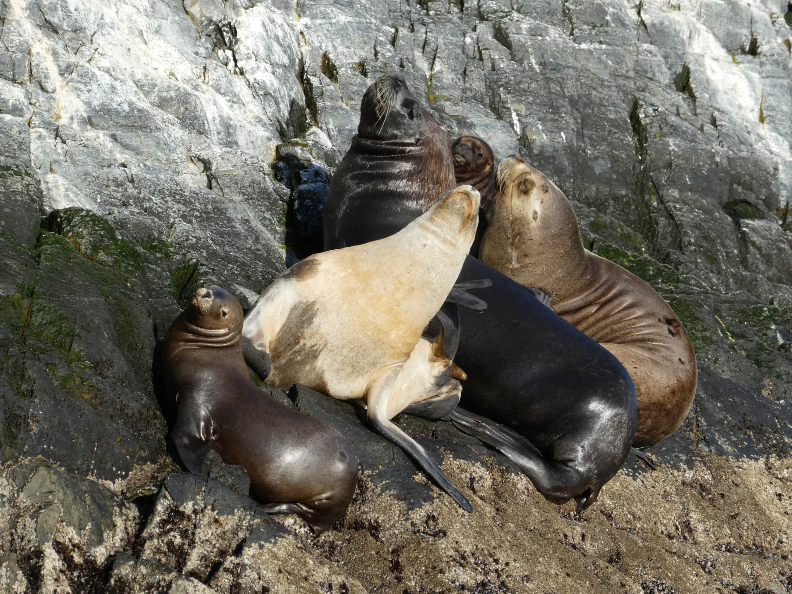 Sea lion love