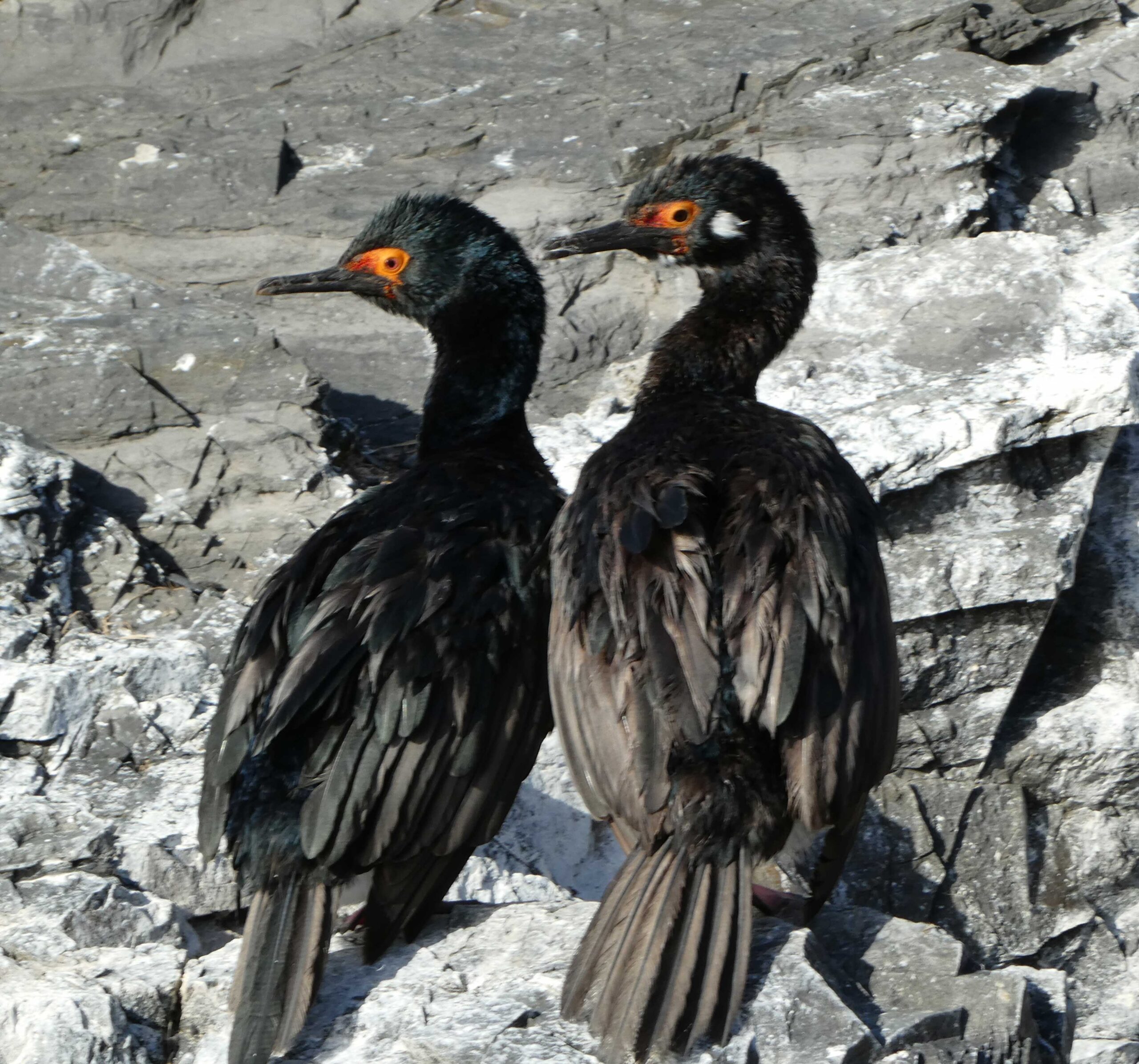 Magellanic Cormorants