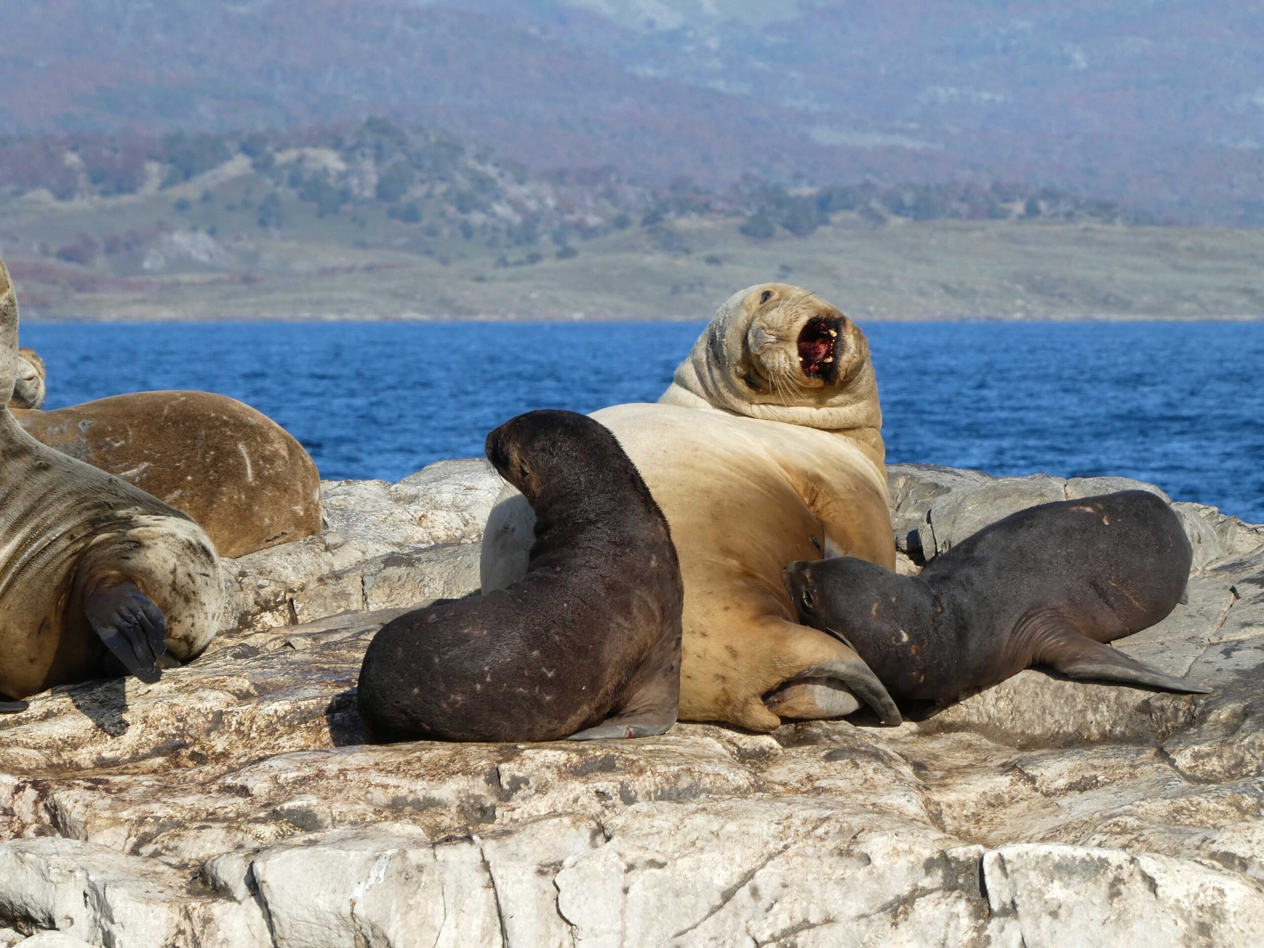 Mother sea lion with nursing babies
