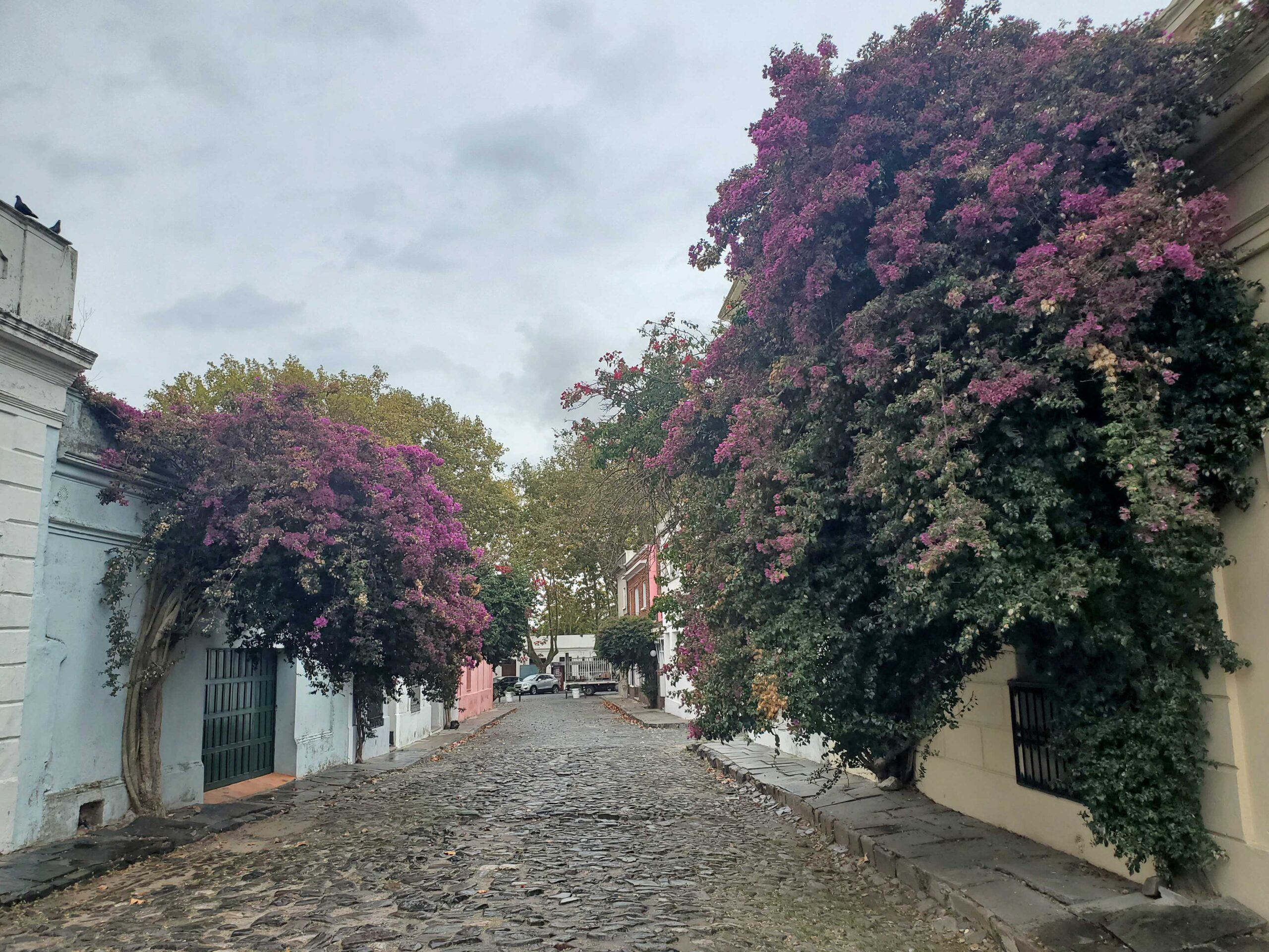 Bougainvillea and cobblestones