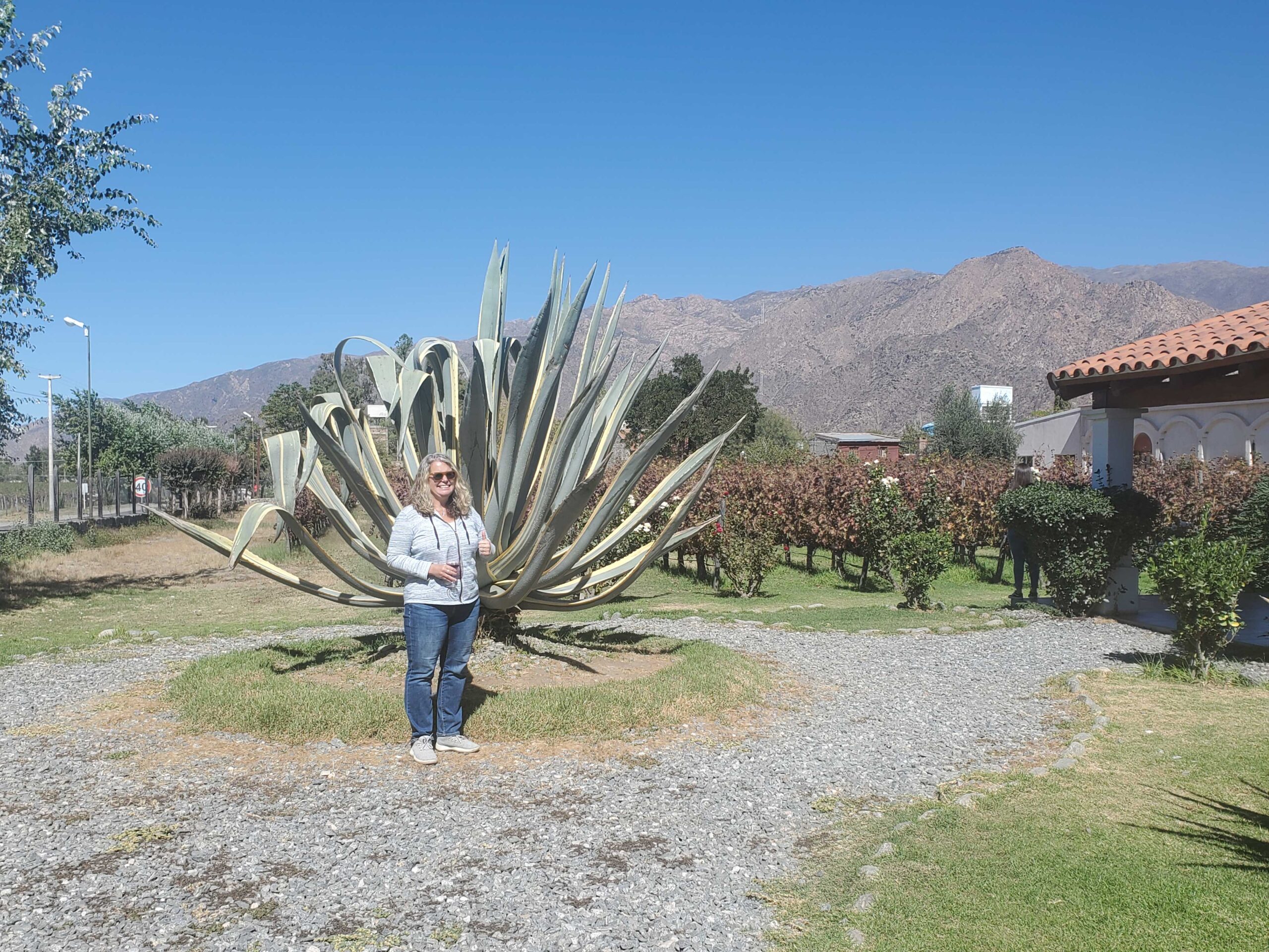 Garden and vineyards at Domingo Hermanos bodega.