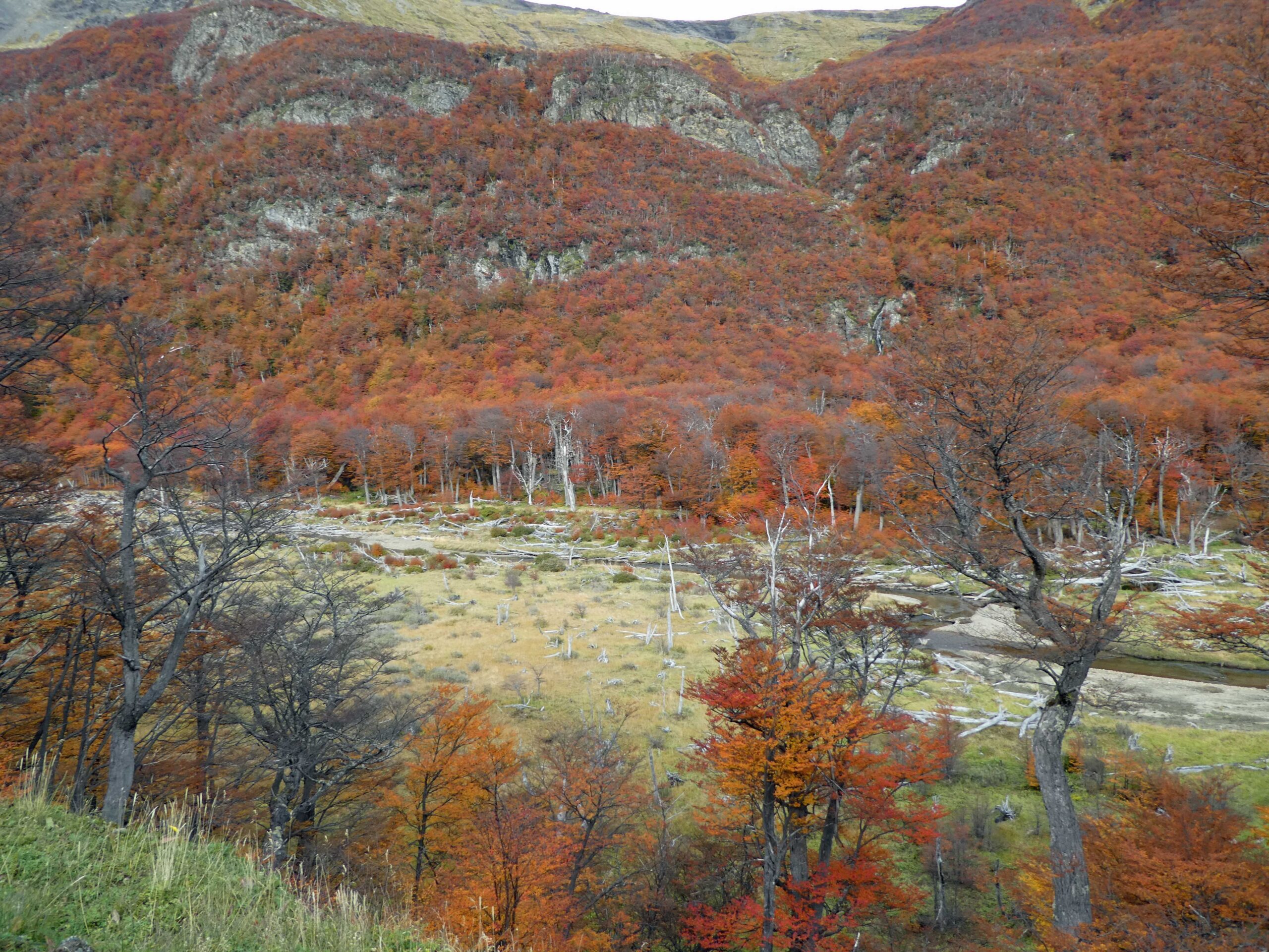 Fall color along RN 3 in Ushuaia.