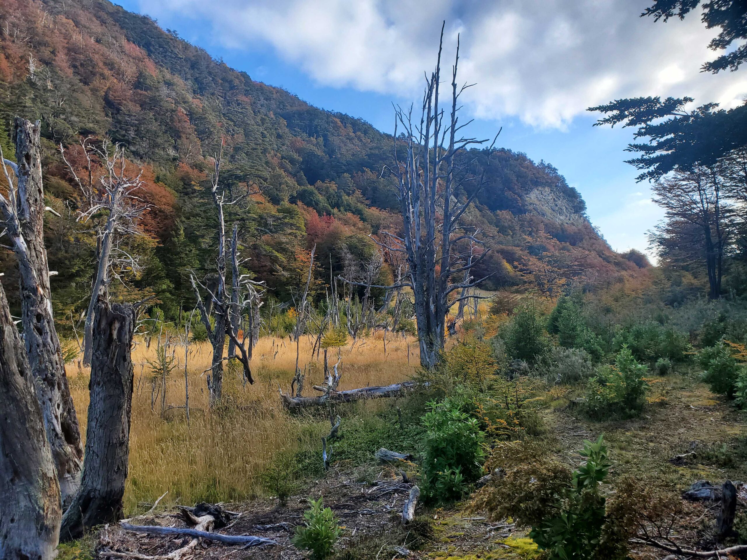 Forest along the trail at the end of the road in Tierra del Fuego National Park.
