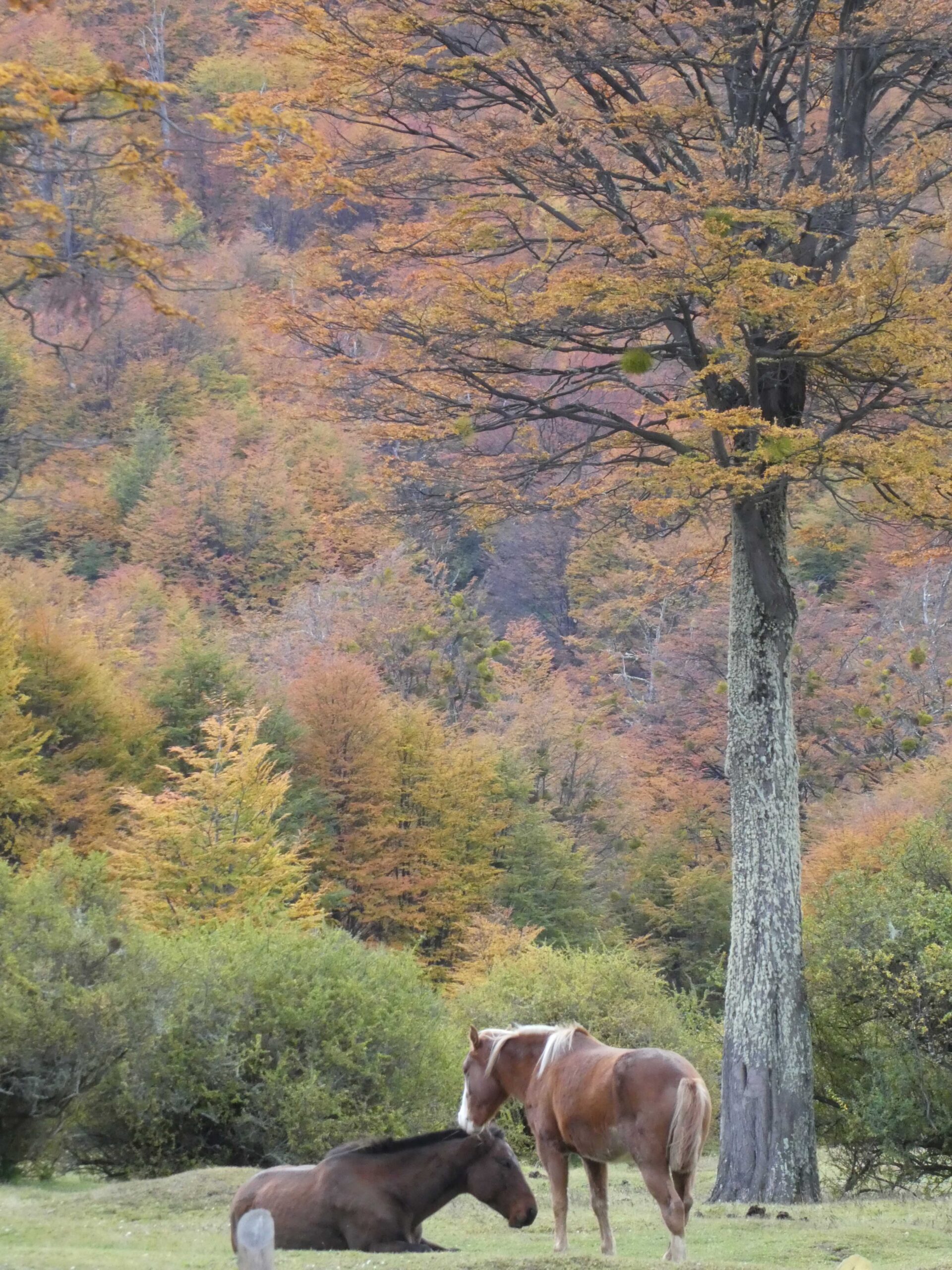 Wild horses in Tierra del Fuego National Park.