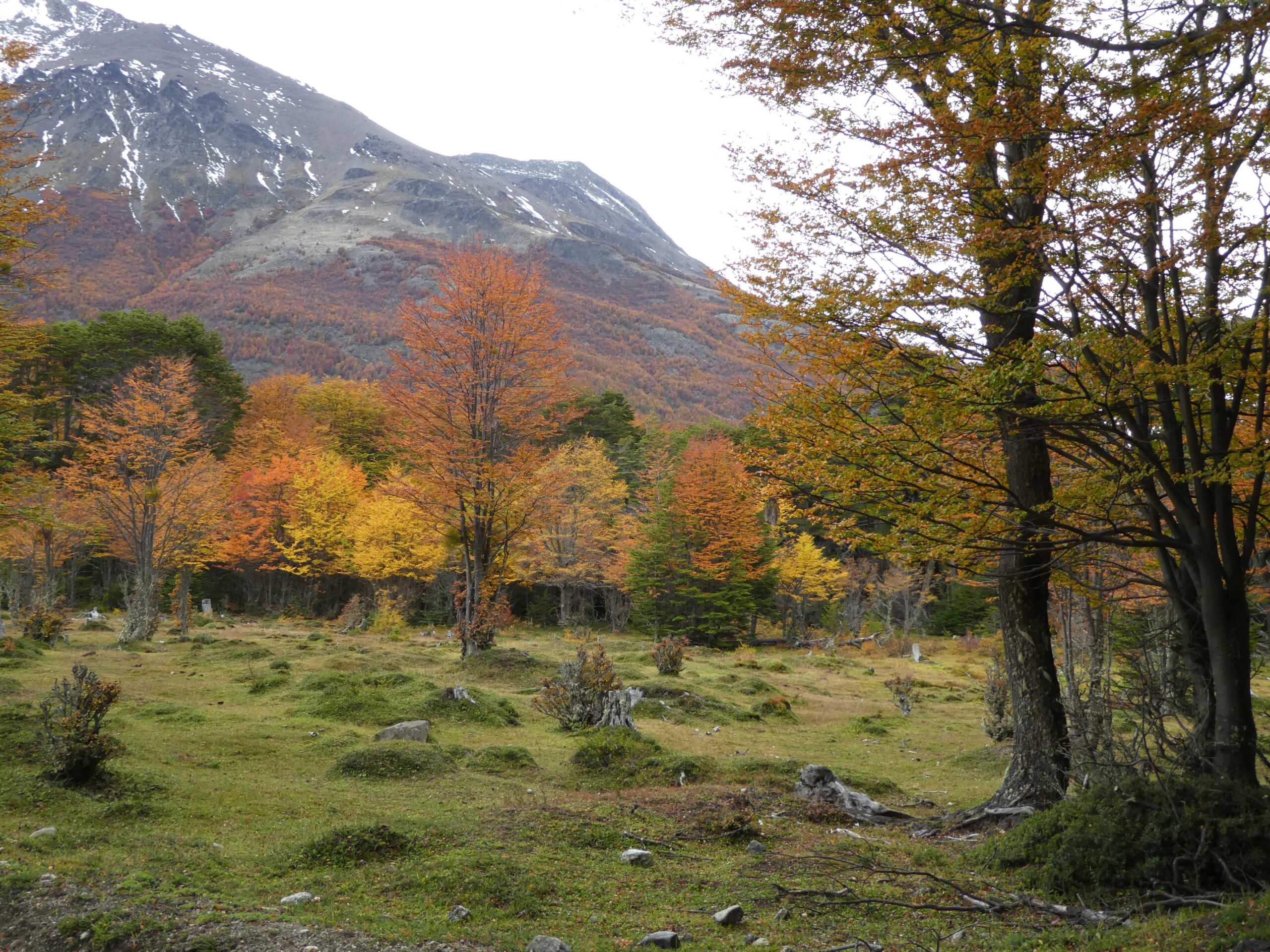 River valley in Tierra del Fuego National Park.