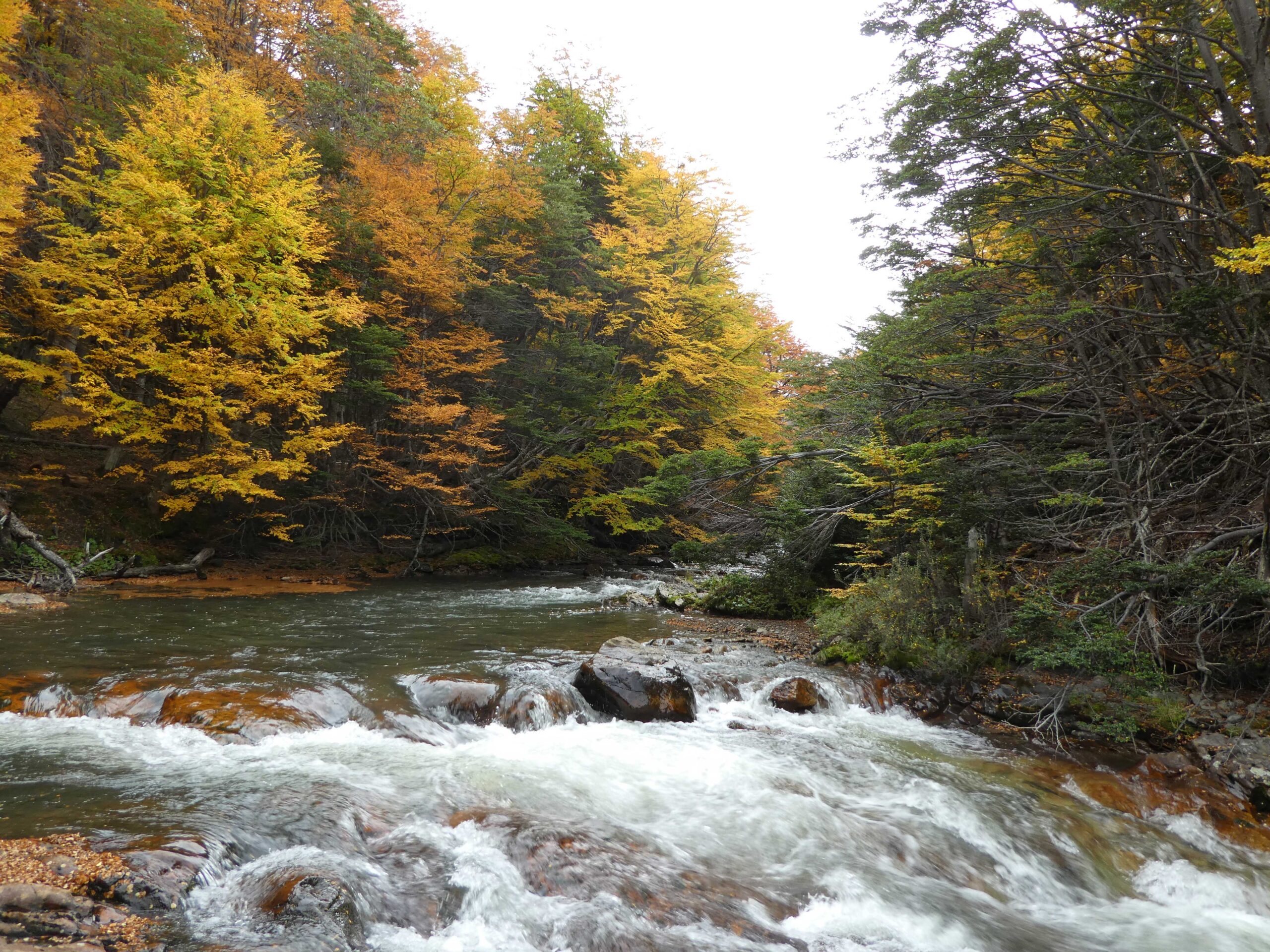 River in Tierra del Fuego National Park.