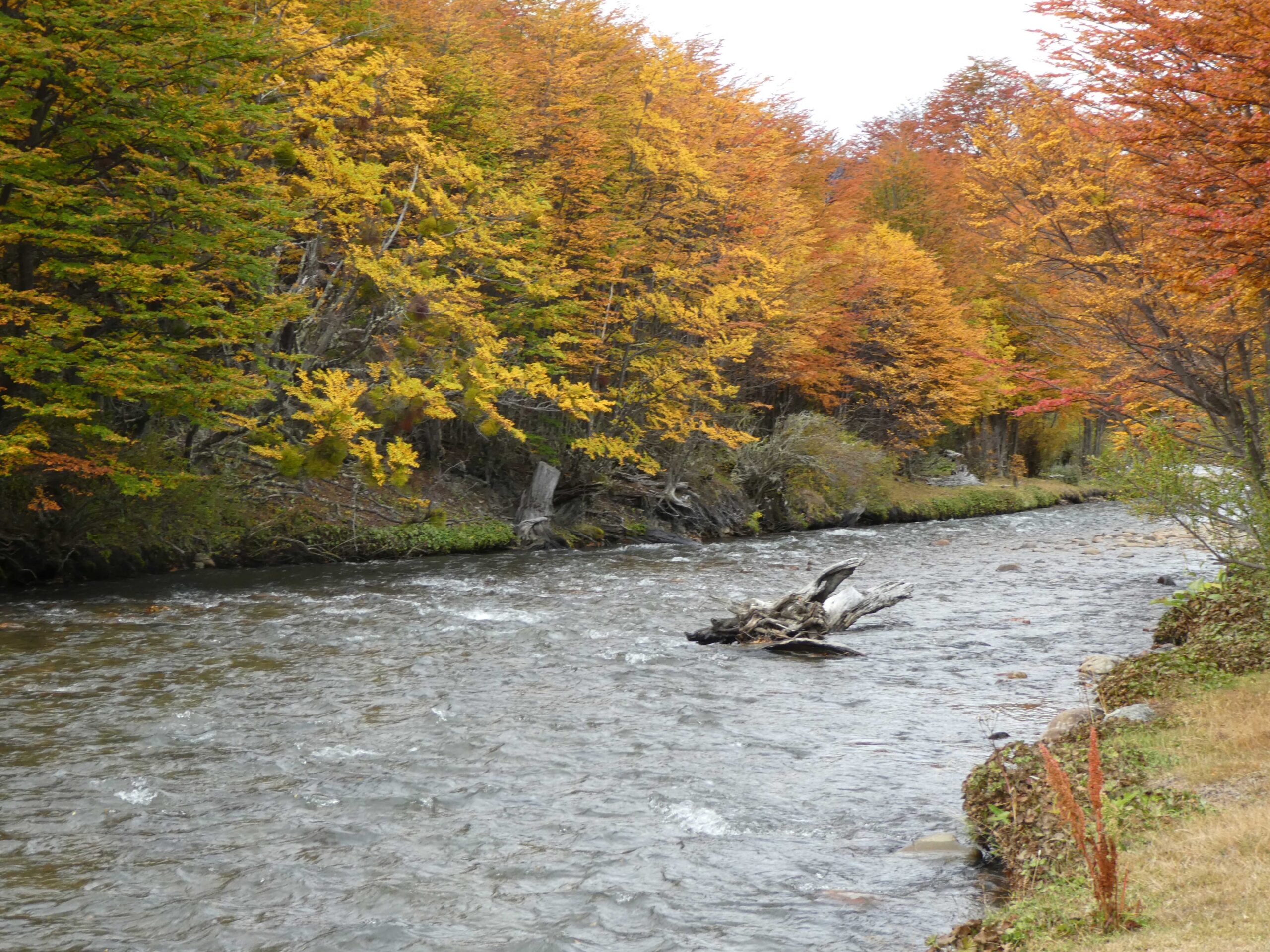 River in Tierra del Fuego National Park.