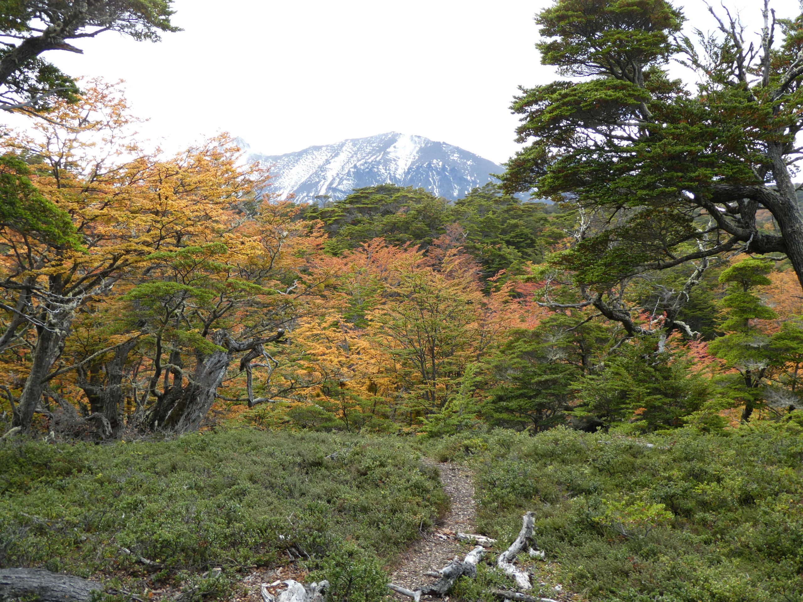 Ahore trail in Tierra del Fuego National Park.