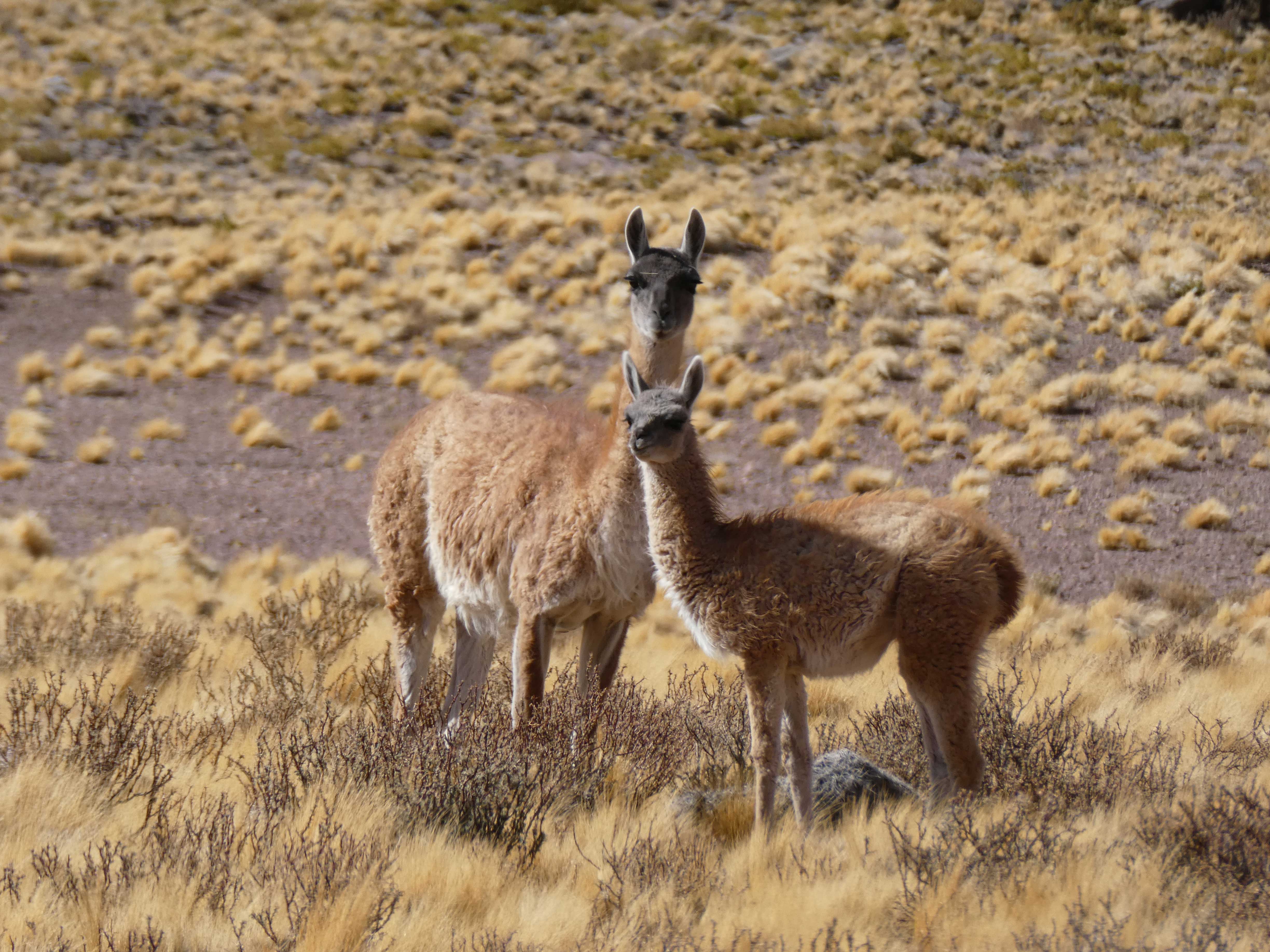 Vicuña momma and baby