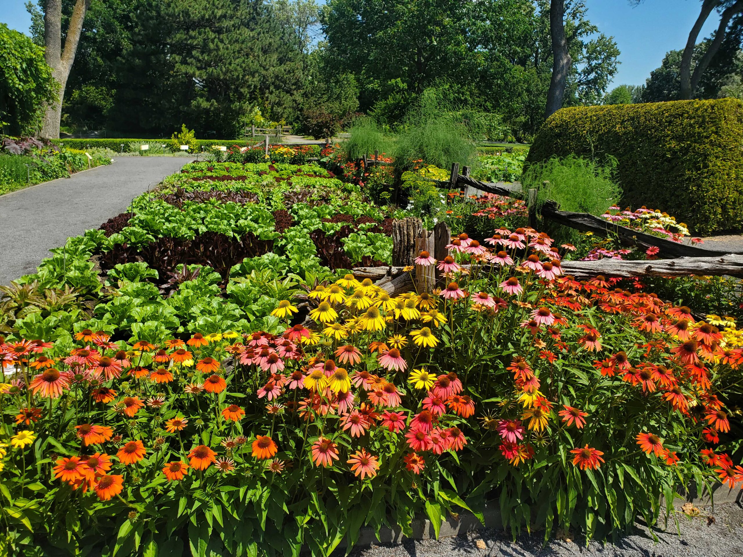 Lettuce display garden at the Montreal Botanical Garden