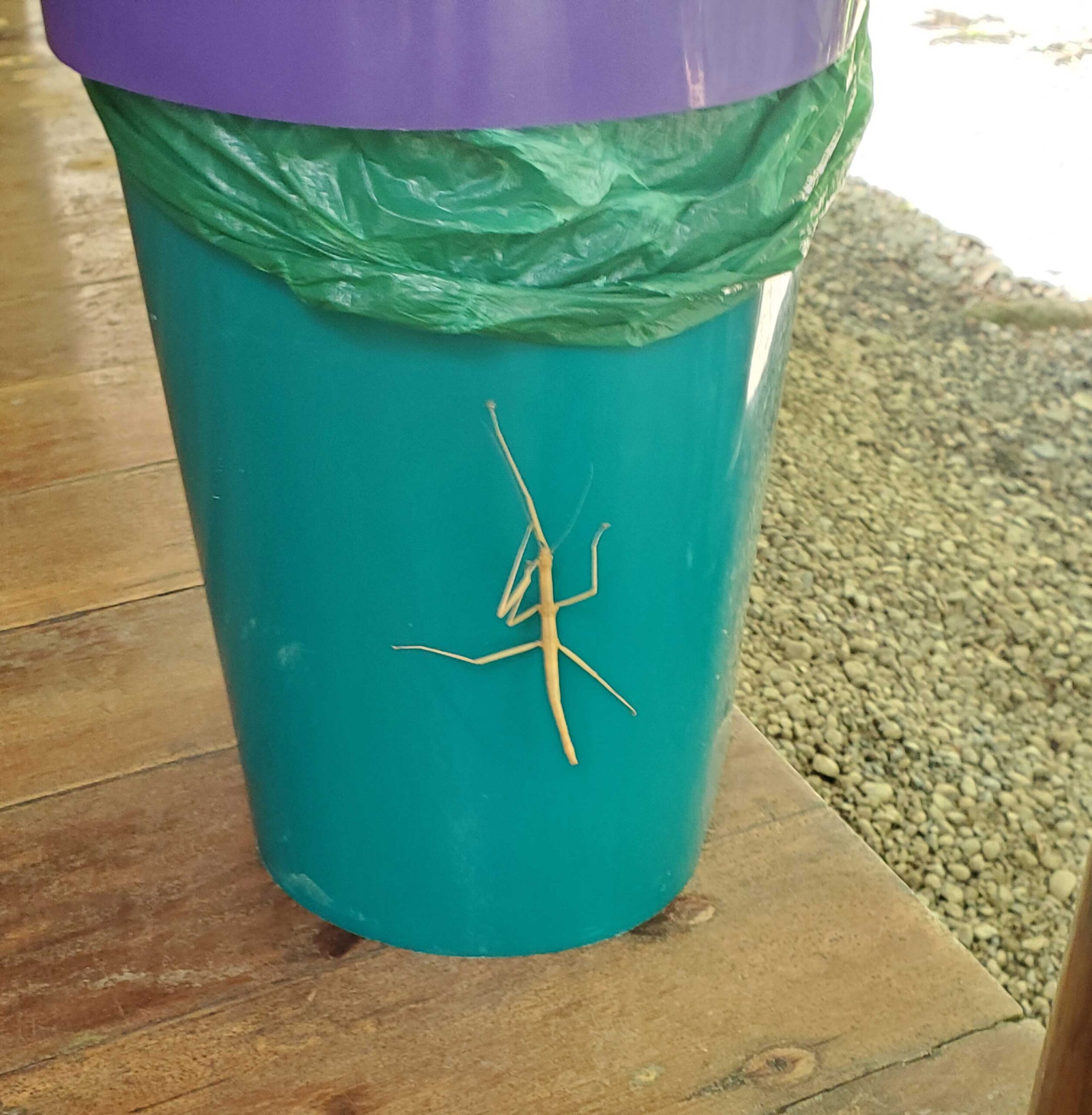 Stick bug clinging to the bathroom trash can
