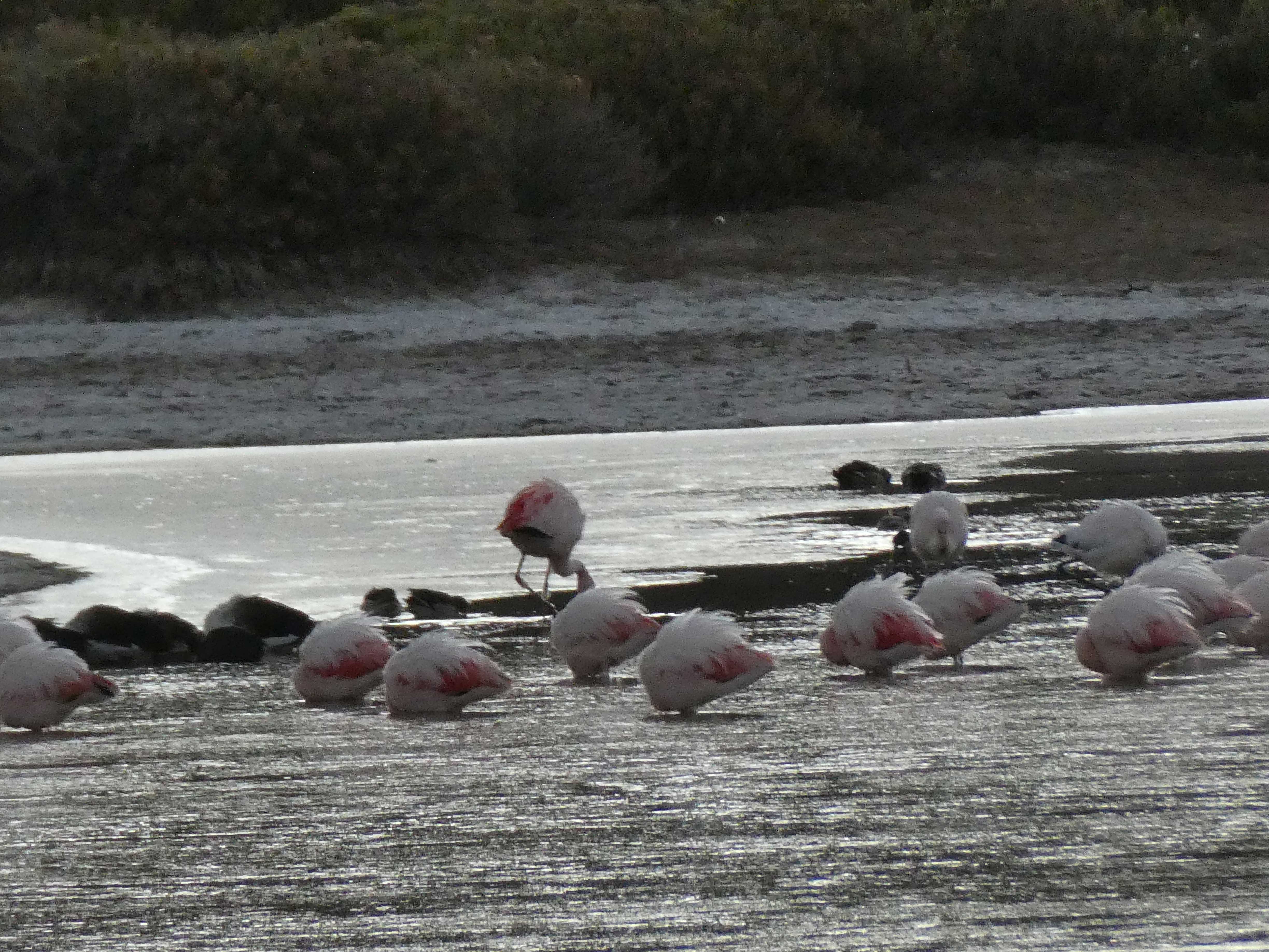 Sleeping flamingos on the drive to El Tatio