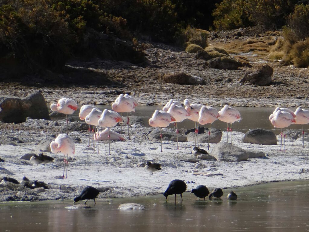 A flamboyance of flamingos on the drive home from El Tatio