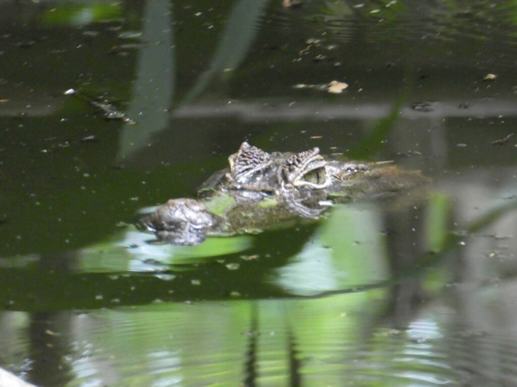Camen lurking in the pond at the Jaguar Rescue Center