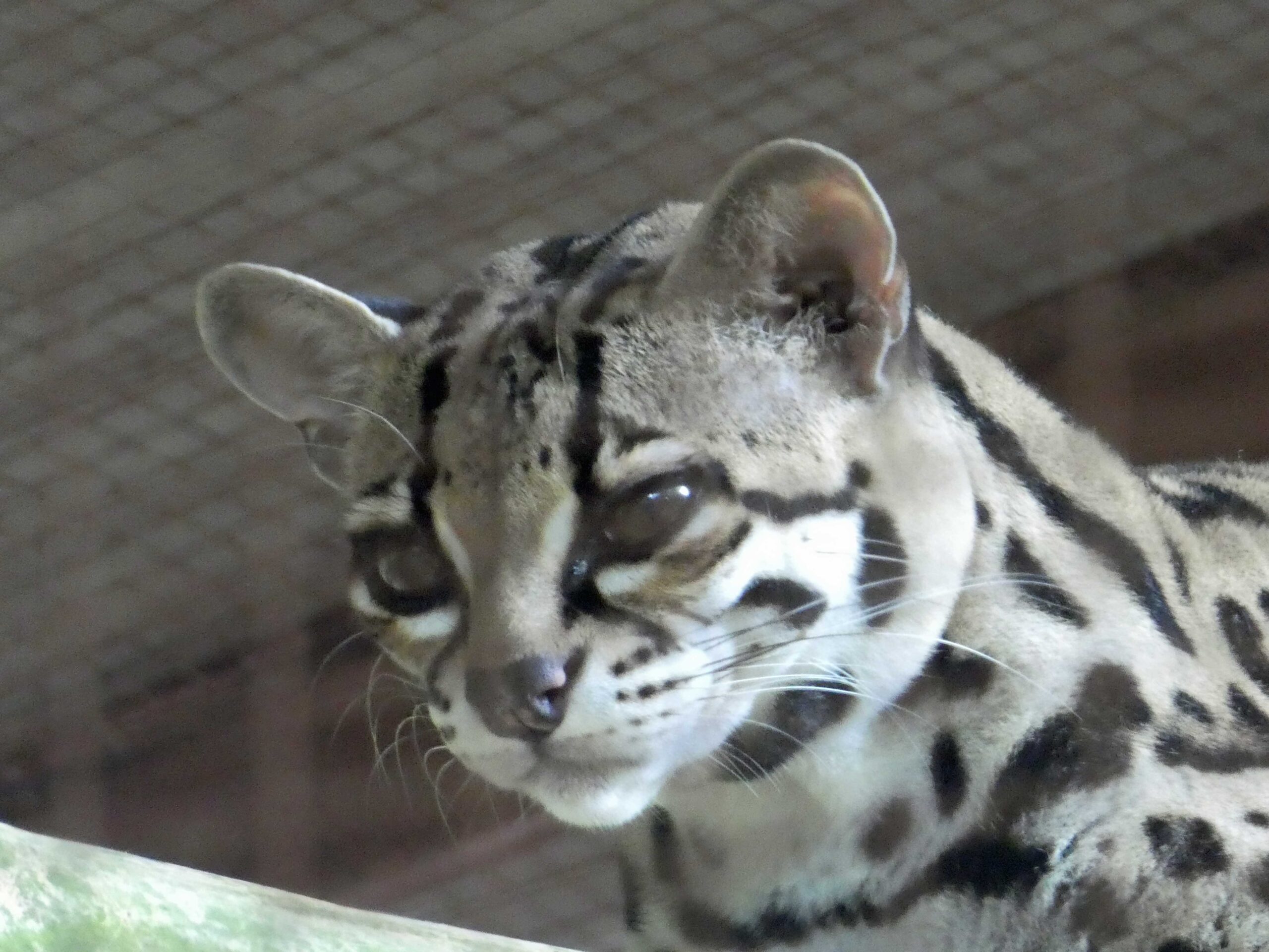 Diabolito the margay at Jaguar Rescue Center