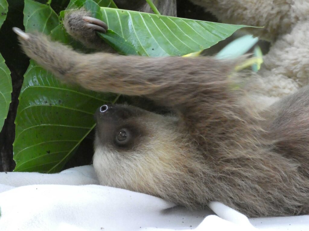 Sloth and teddy bear at Jaguar Rescue Center