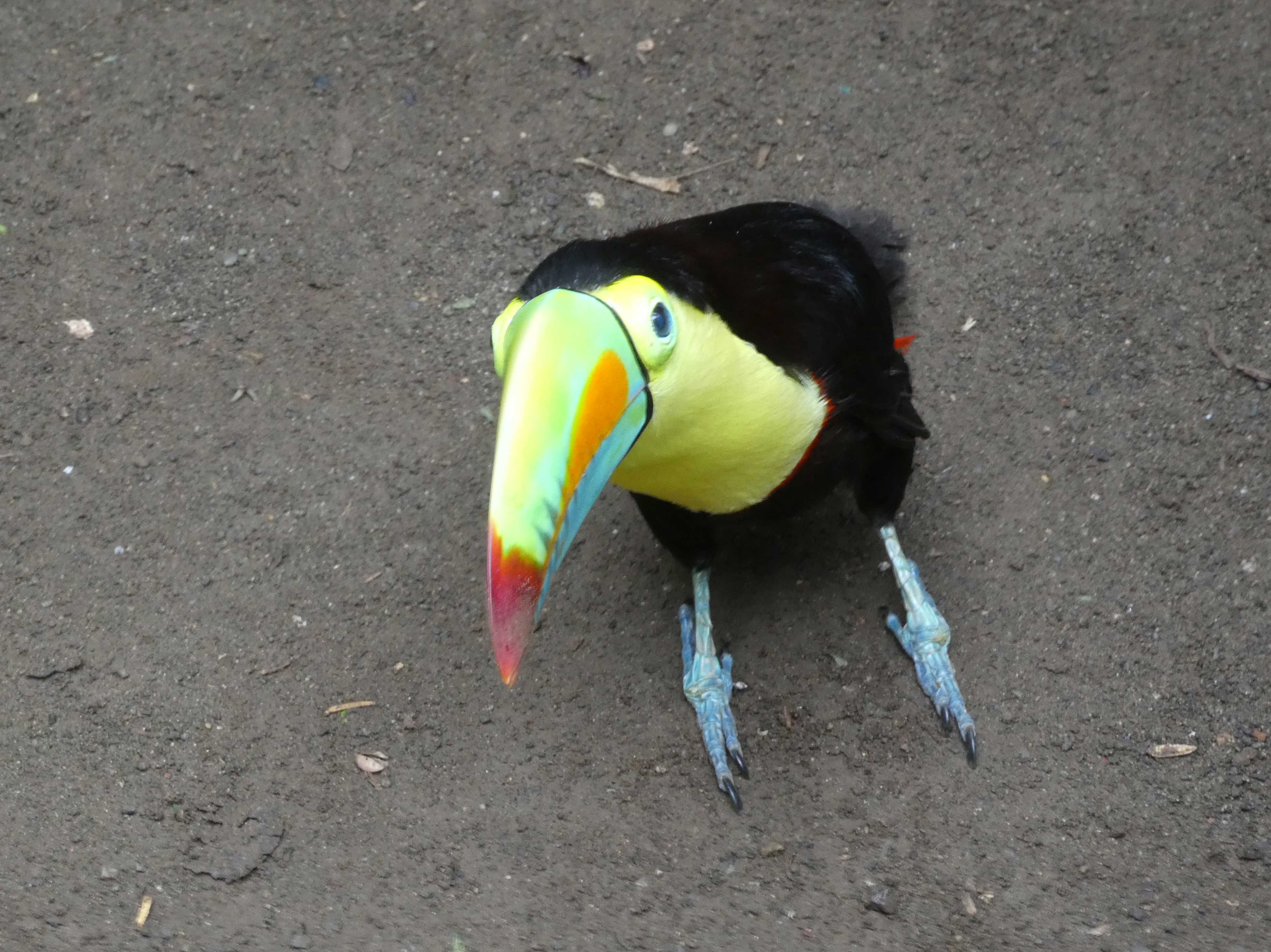 Toucan with malformed wing