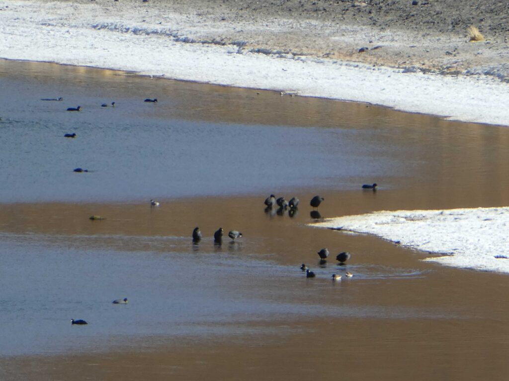 Laguna Miñiques with ducks