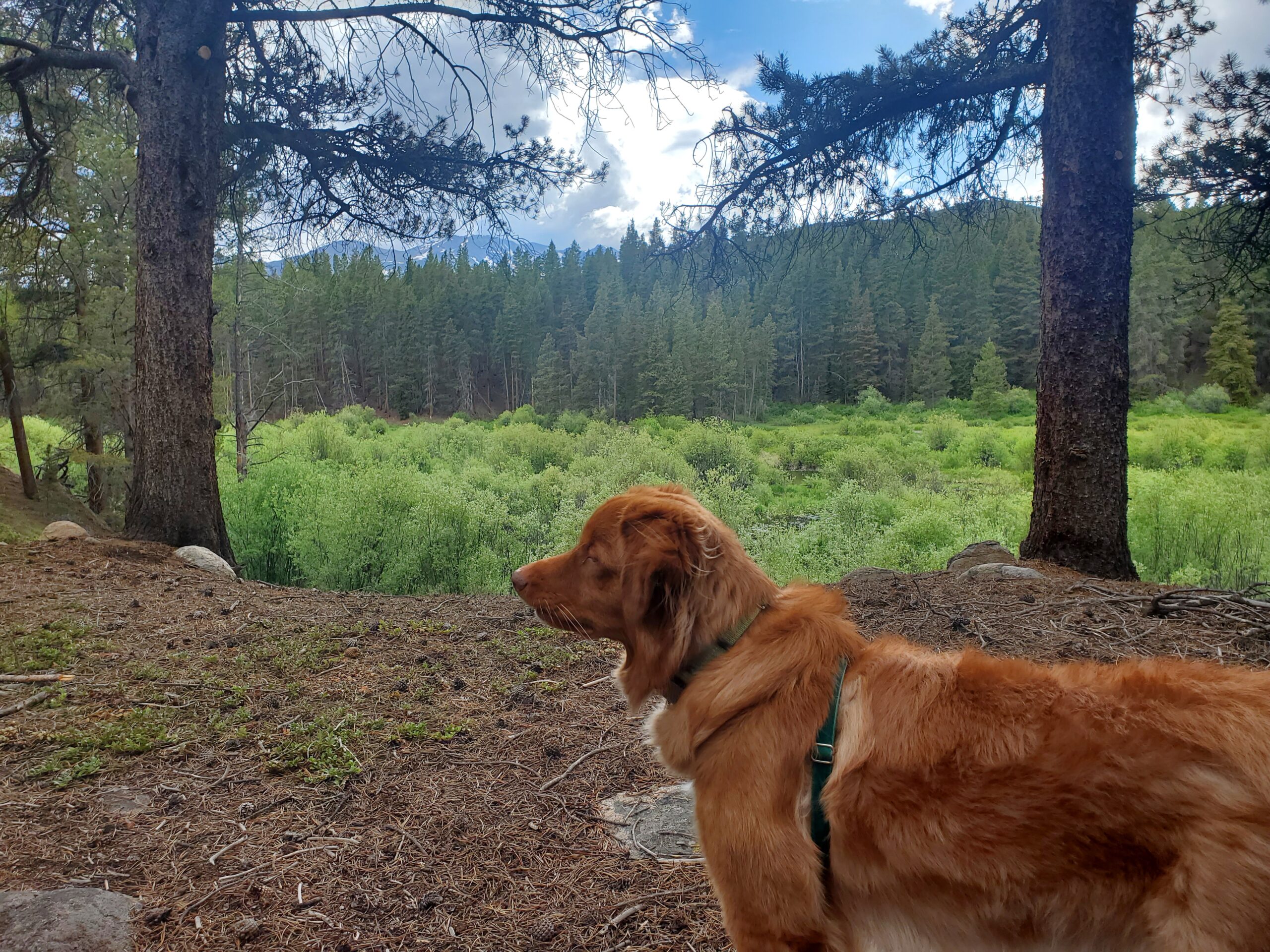 Murphy at Camp Cummins in Leadville, Colorado