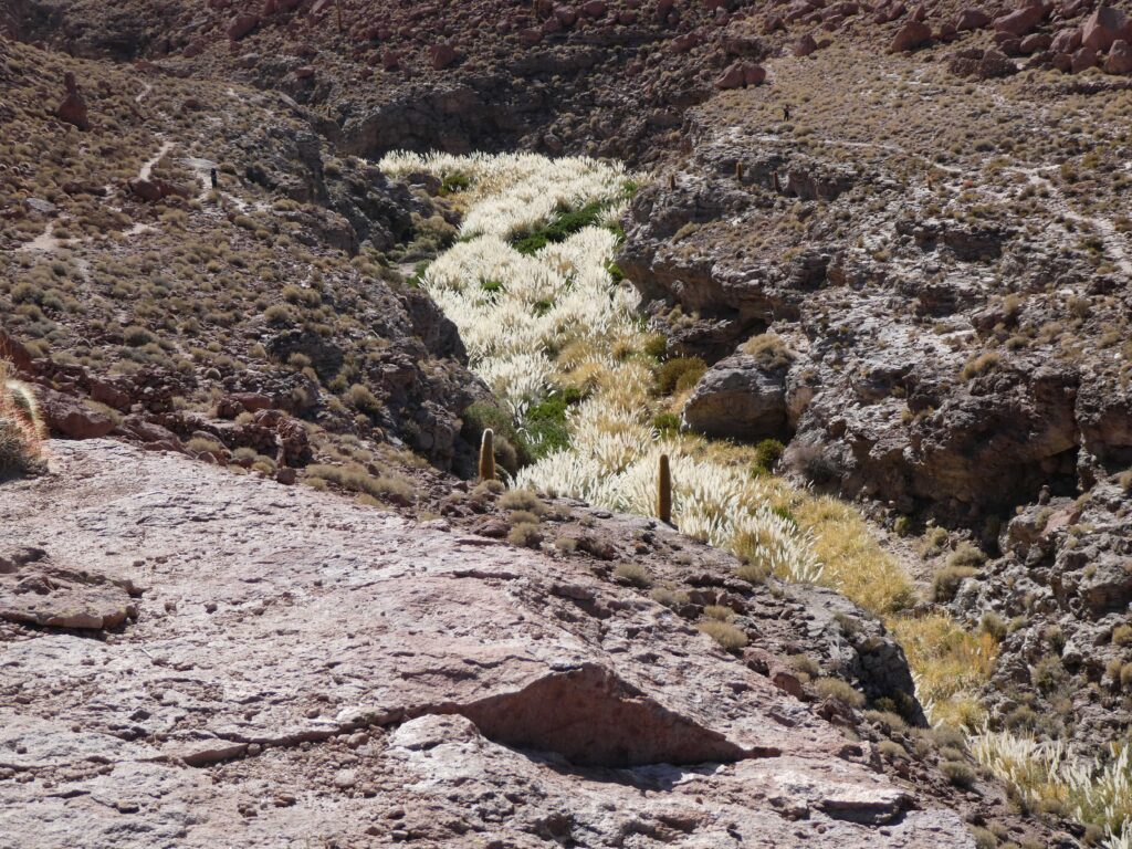 Pampas grass river near El Tatio