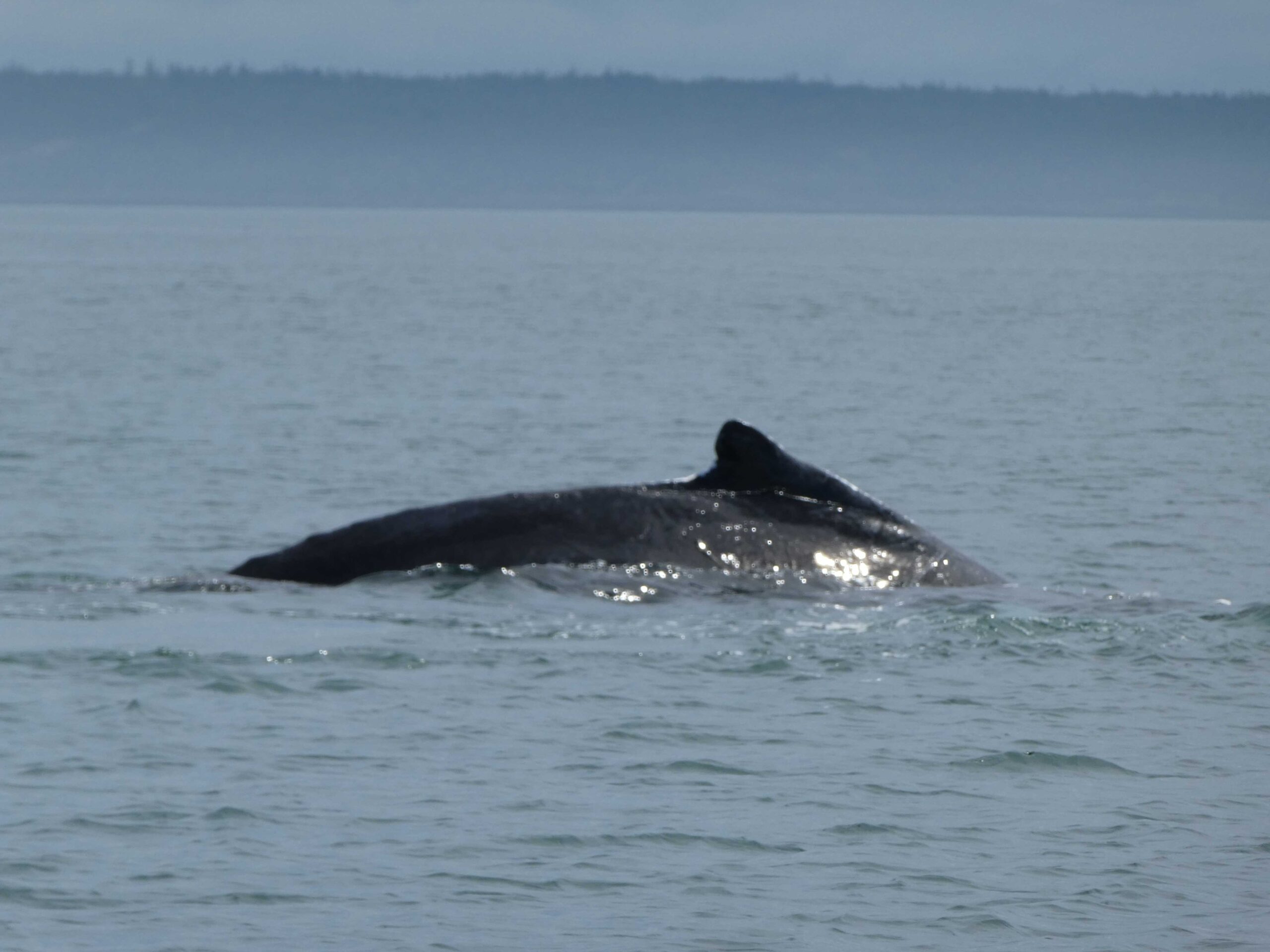 Humpback whale on a boat tour from Briar Island, Nova Scotia
