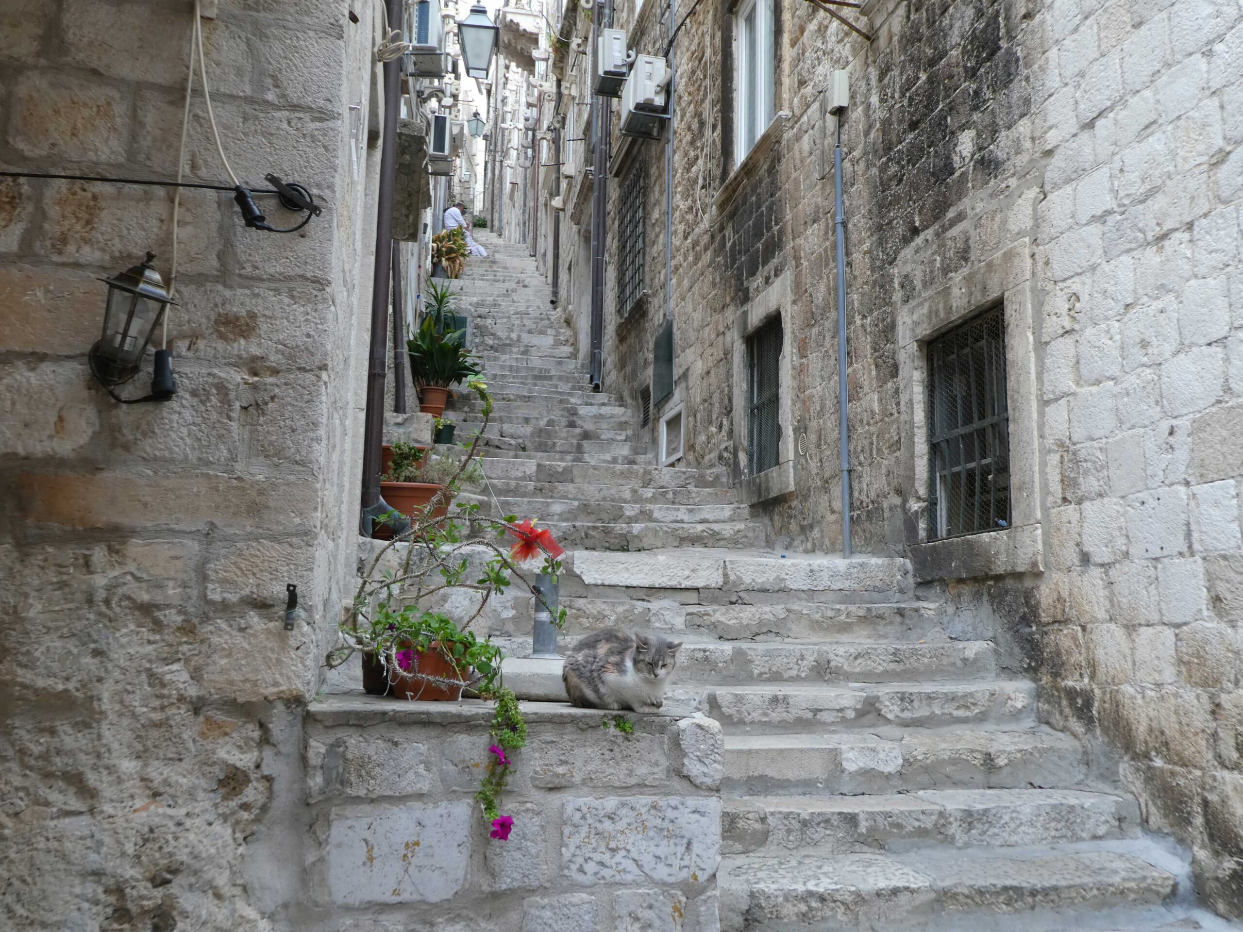 Cat enjoying the afternoon on a street in Dubrovnik