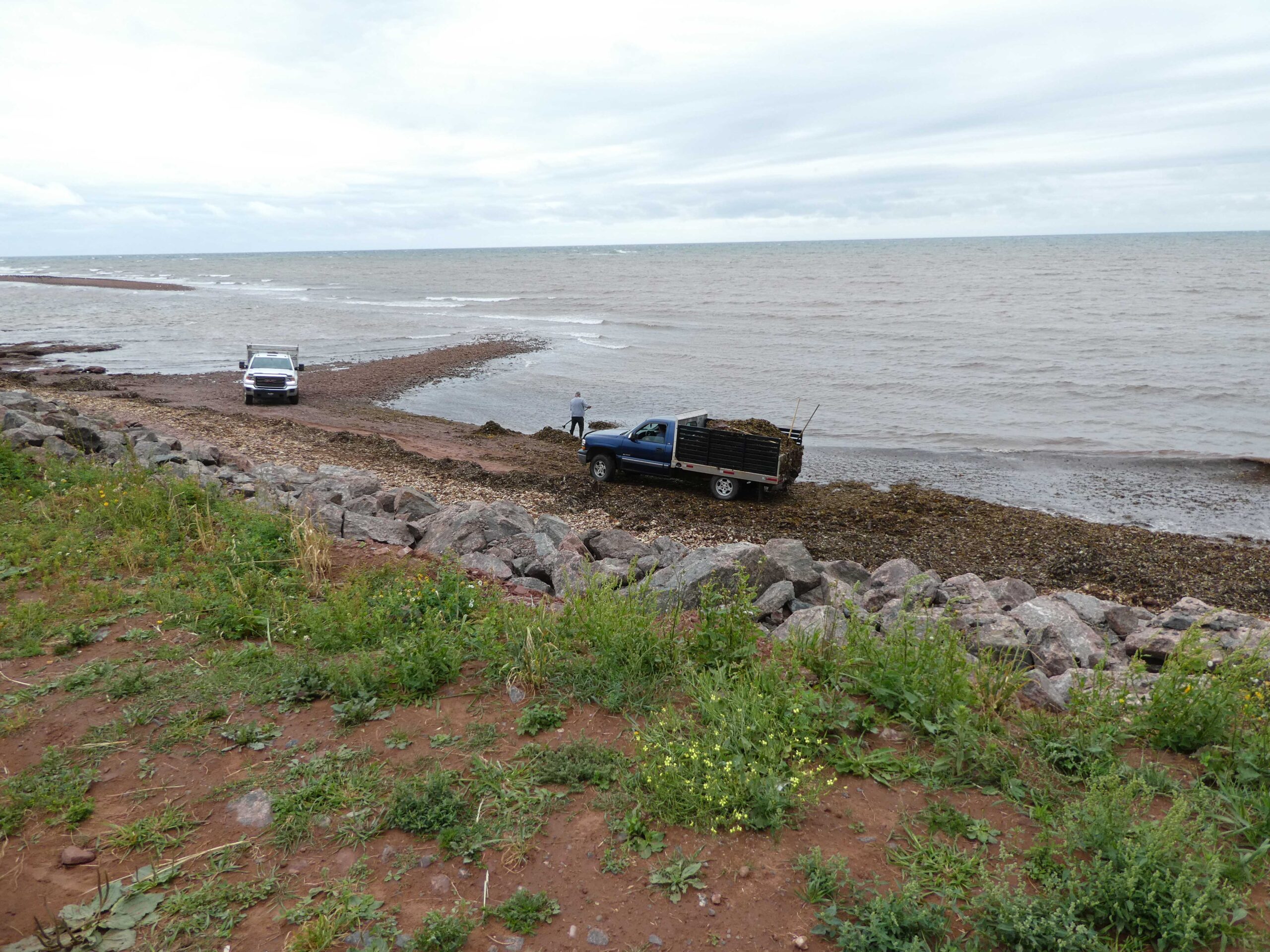 Workers harvesting Irish Moss on the North Cape of PEI