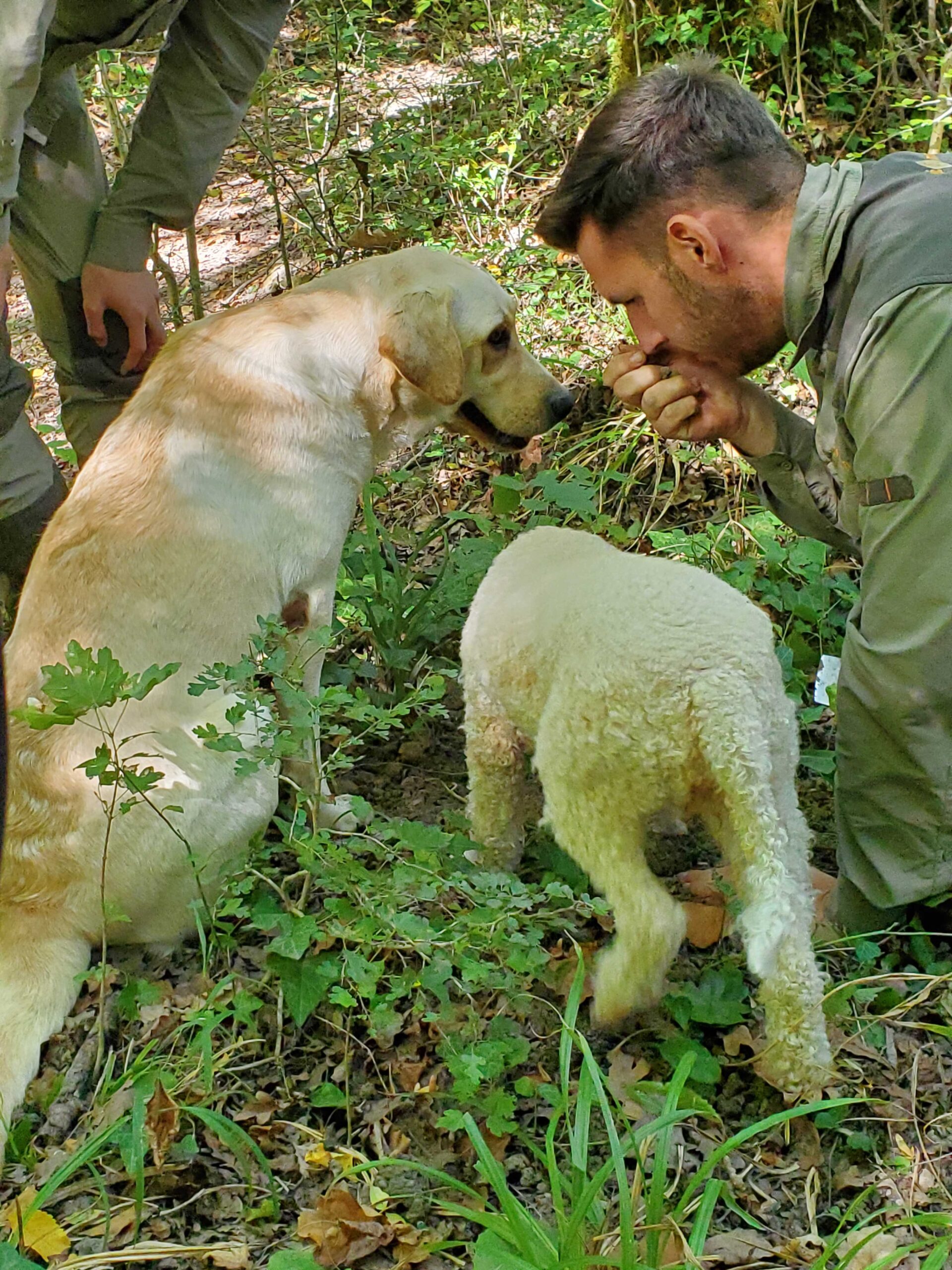 Truffle discovery in the forest near Motovun, Croatia