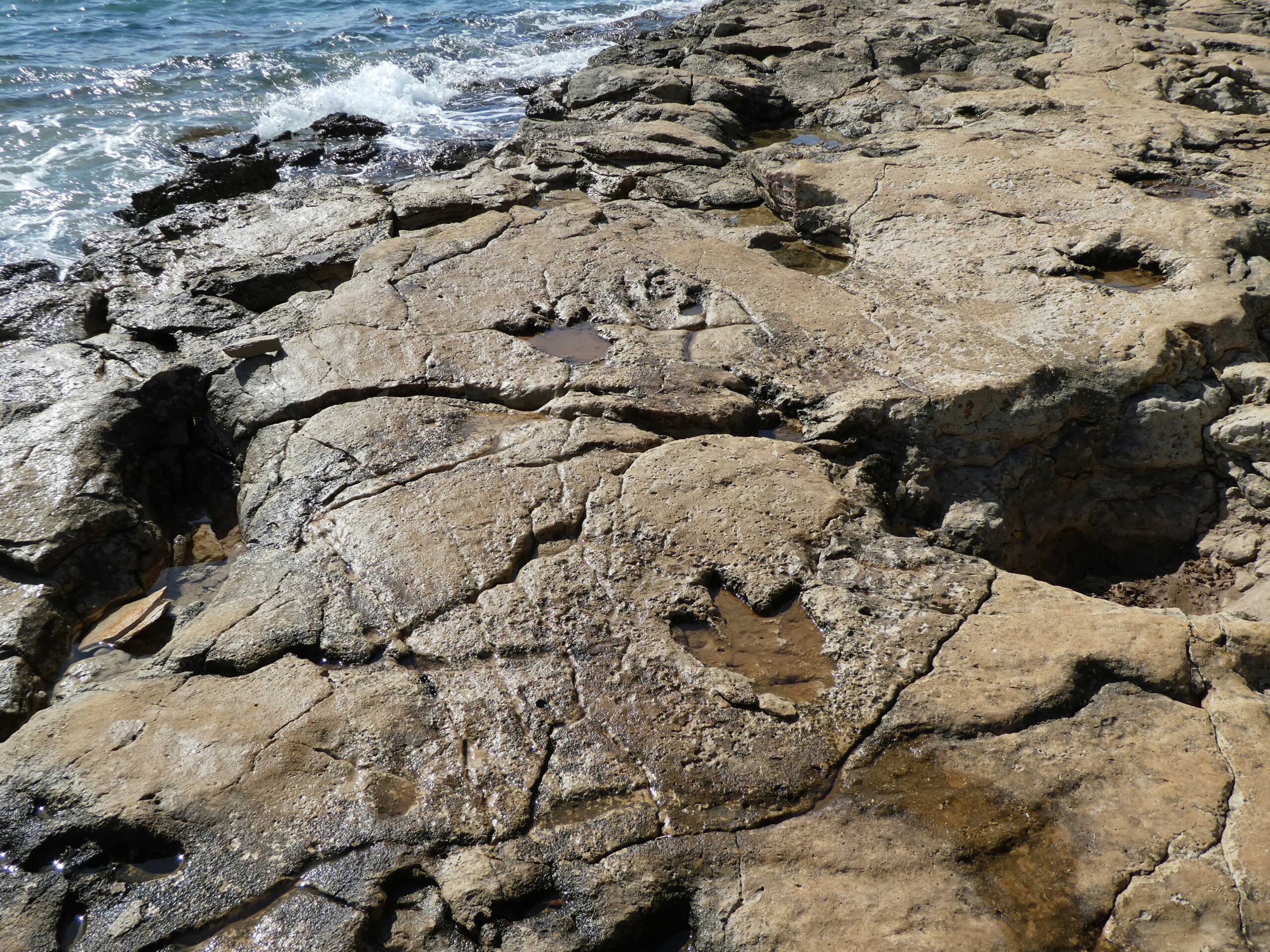 Dinosaur tracks on the shoreline of Brijuni National Park, Croatia 