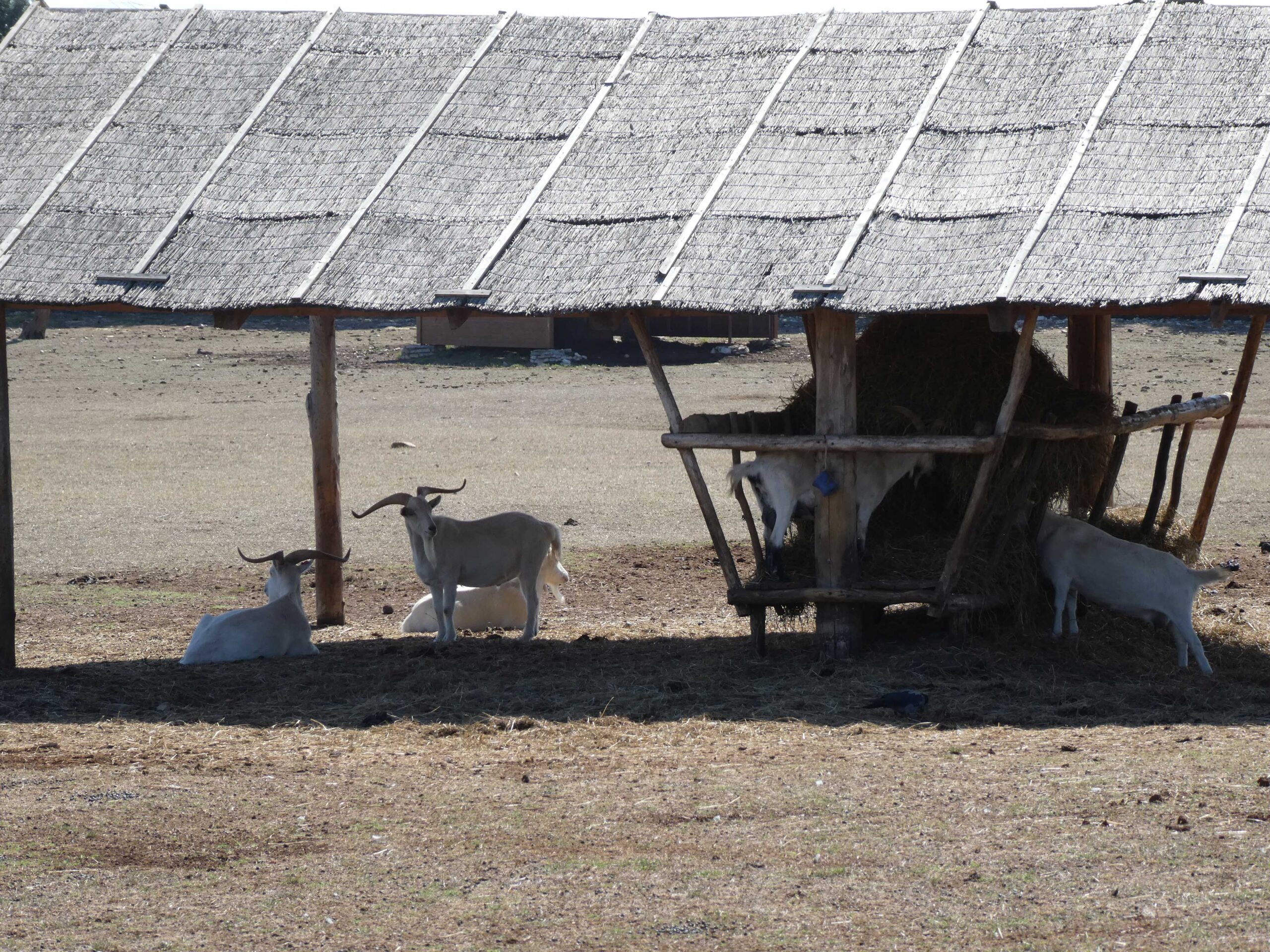 Goats enjoying a bit ot hay and shade in the safari park in Brijuni National Park, Croatia