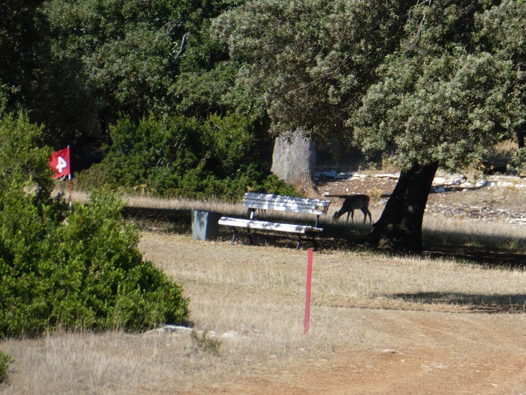 The 4th hole of the golf course in Brijuni National Park, Croatia