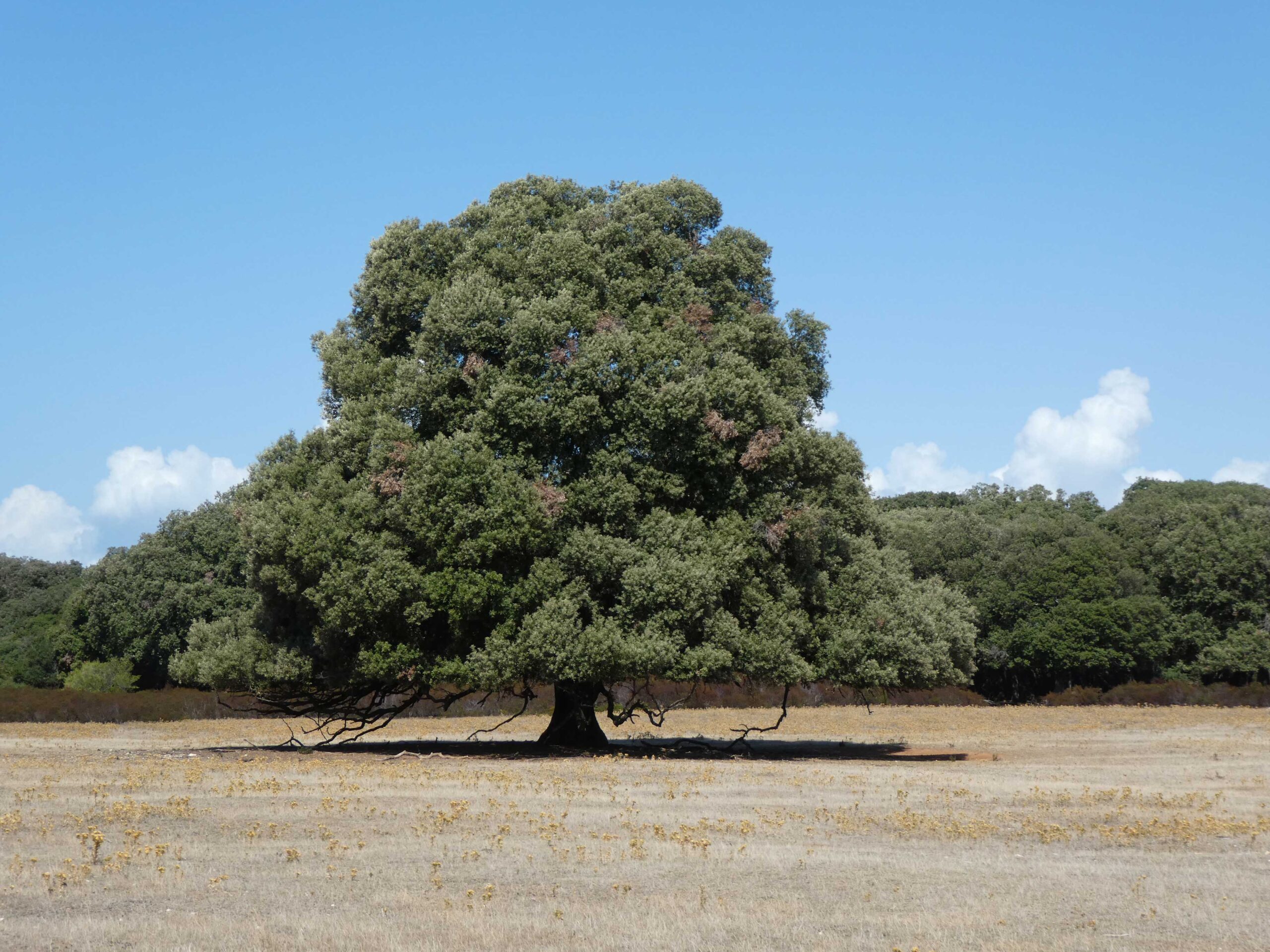 Huge oak in Brijuni National Park, Croatia