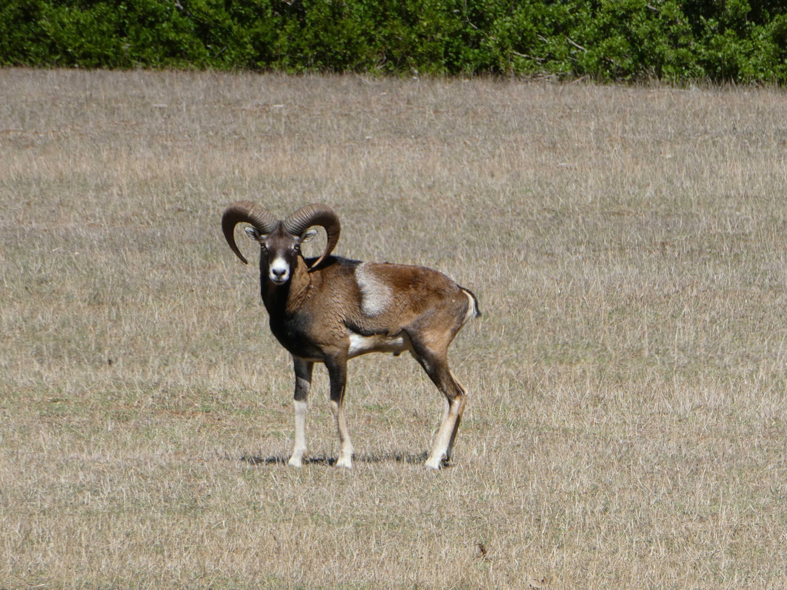 Ram wandering the grasslands in Brijuni National Park, Croatia
