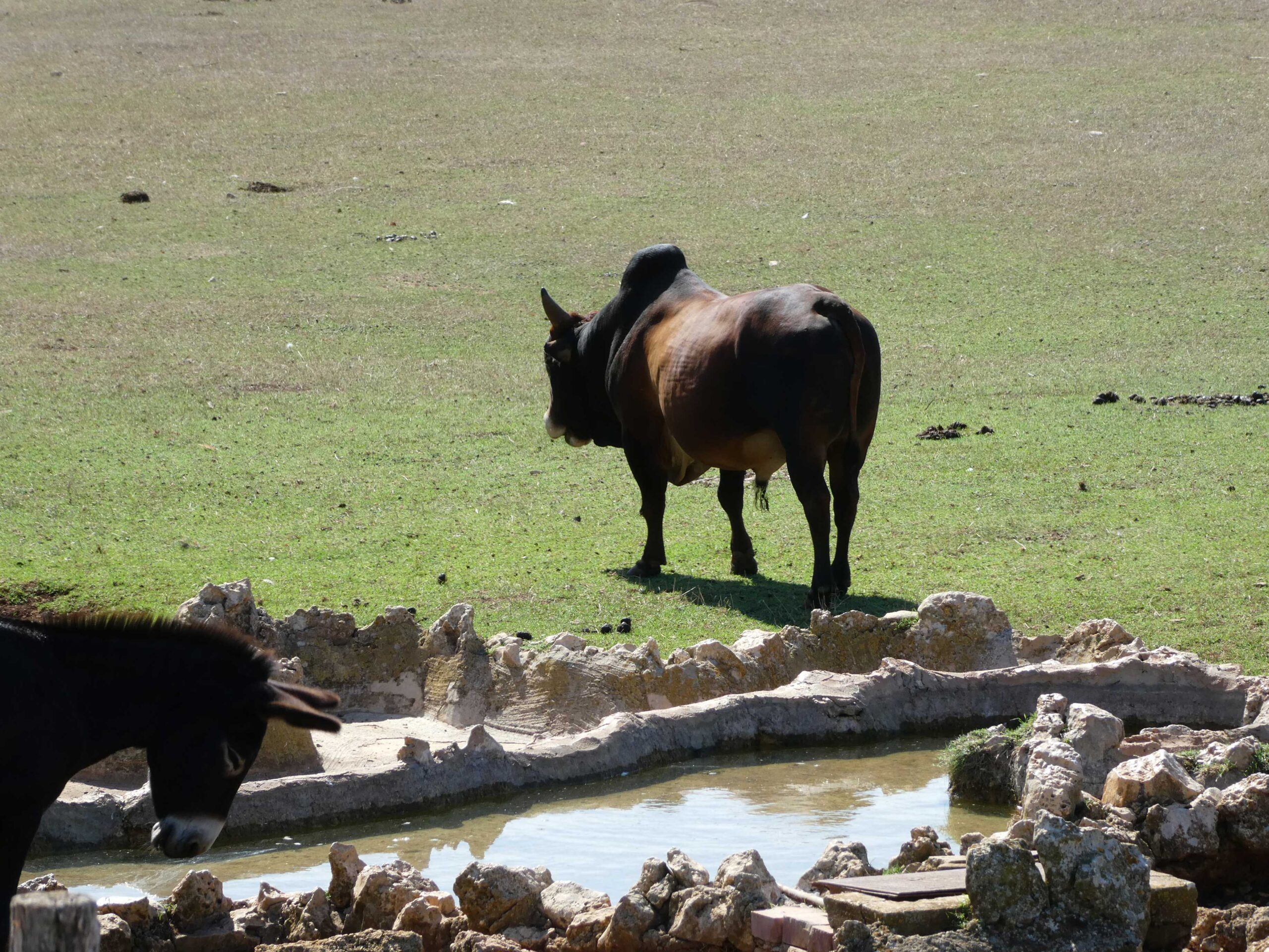 Water buffalo hanging out with the donkeys in Brijuni National Park, Croatia