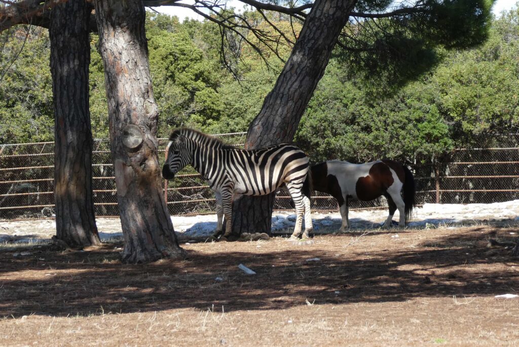 Donkey's and zebras hanging out together in Brijuni National Park, Croatia