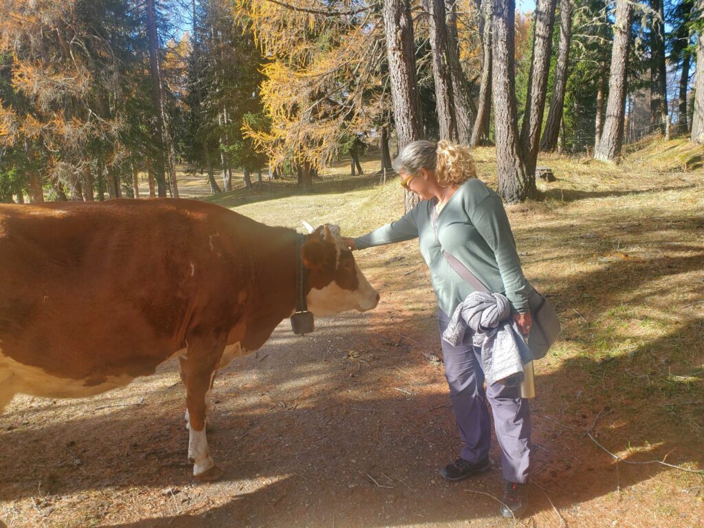 Ande meeting a cow friend along the hike through the pastures of Alp di Siusi, Italy