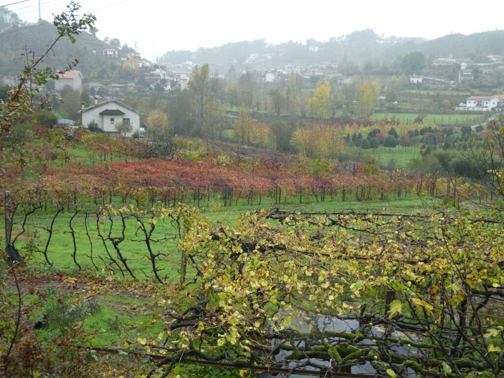 Vineyards in full Fall color near Amarante, Portugal