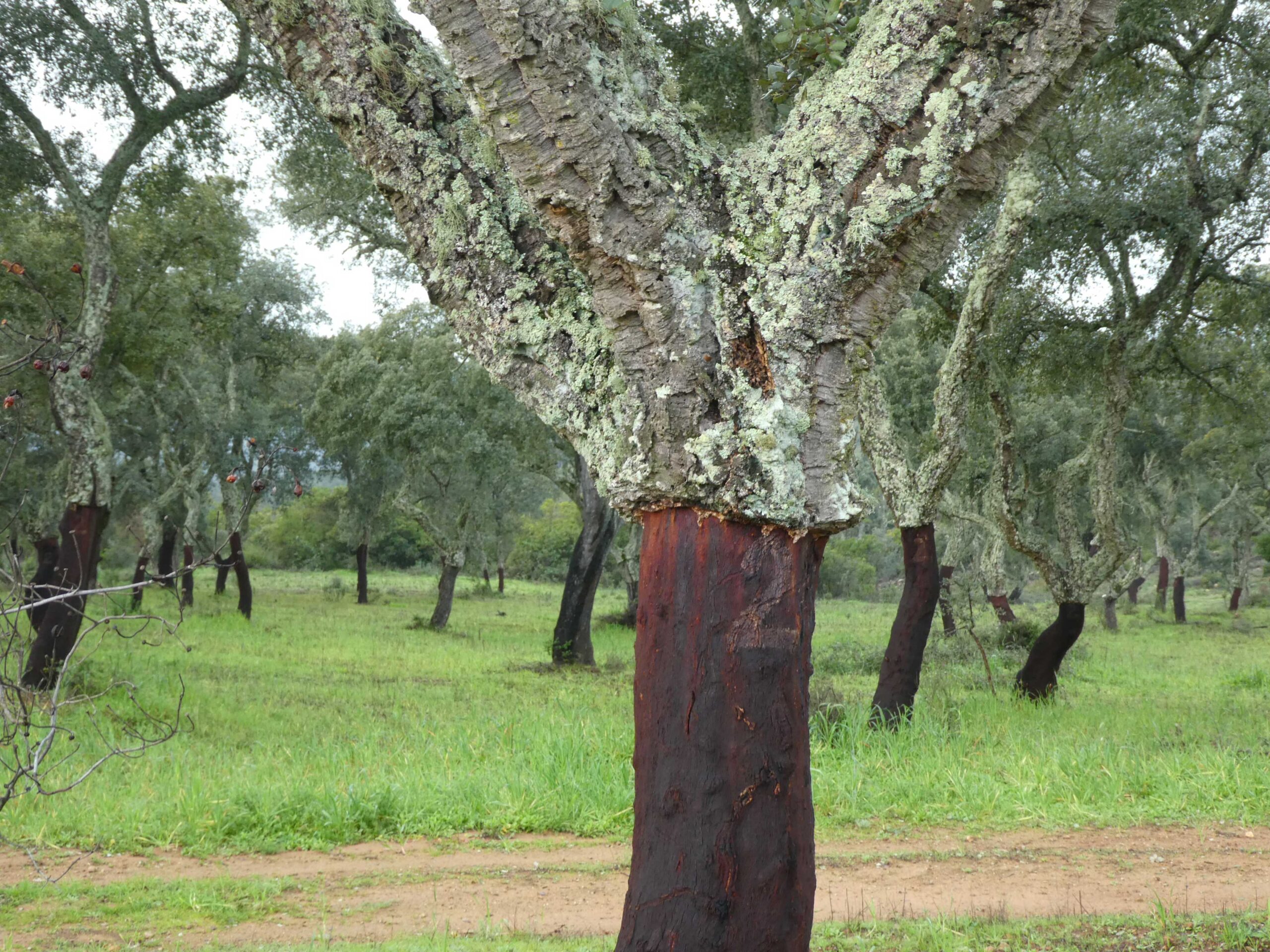 A cork oak tree bearing the #2 indicating the bark was harvested in 2022