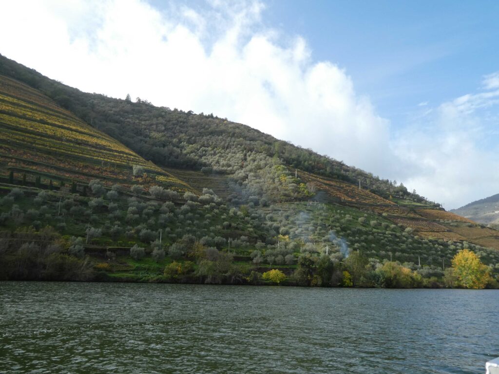 Grapes and olives growing on the terraced hillsides along the Douro river near Pinhou, Portugal