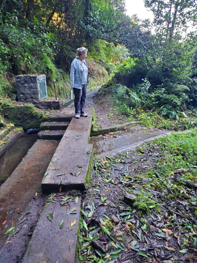 Ande near a junction where runoff from the mountain feeds into Levada del Rey near Santana, Madeira